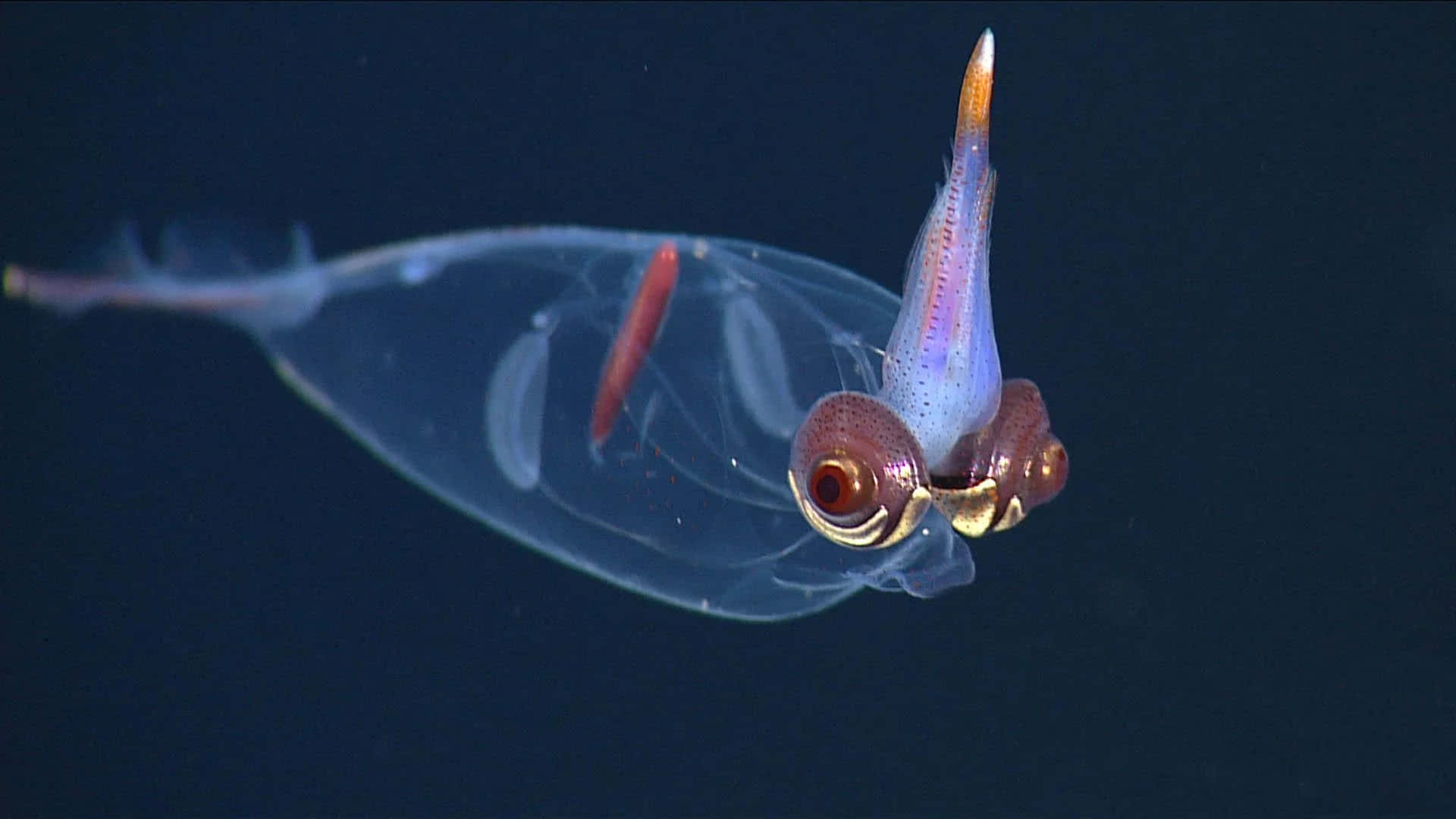 Glass Squid, translucent, deep-sea squid, Full HD Desktop Wallpaper