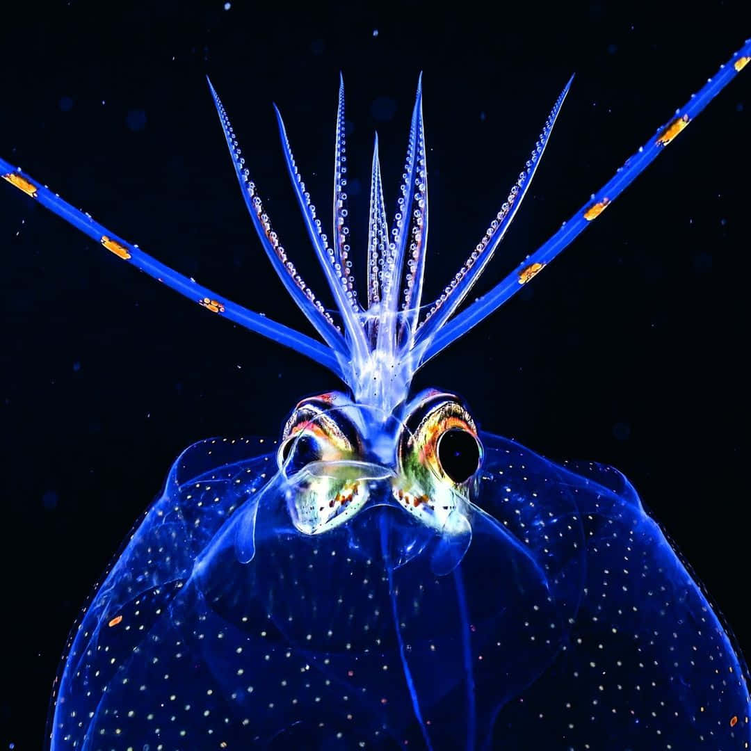 Glass Squid, glowing blue, translucent body, SD Desktop Wallpaper