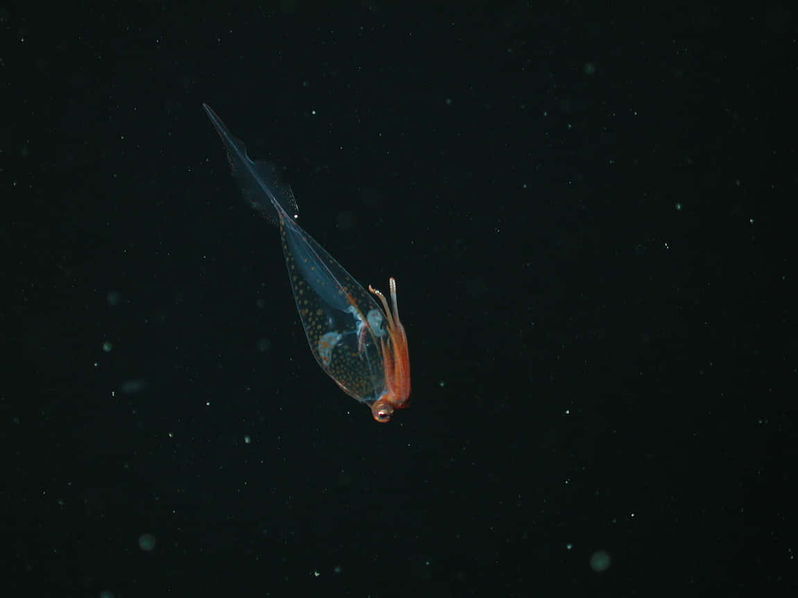 Glass Squid, deep sea, translucent, SD Desktop Wallpaper