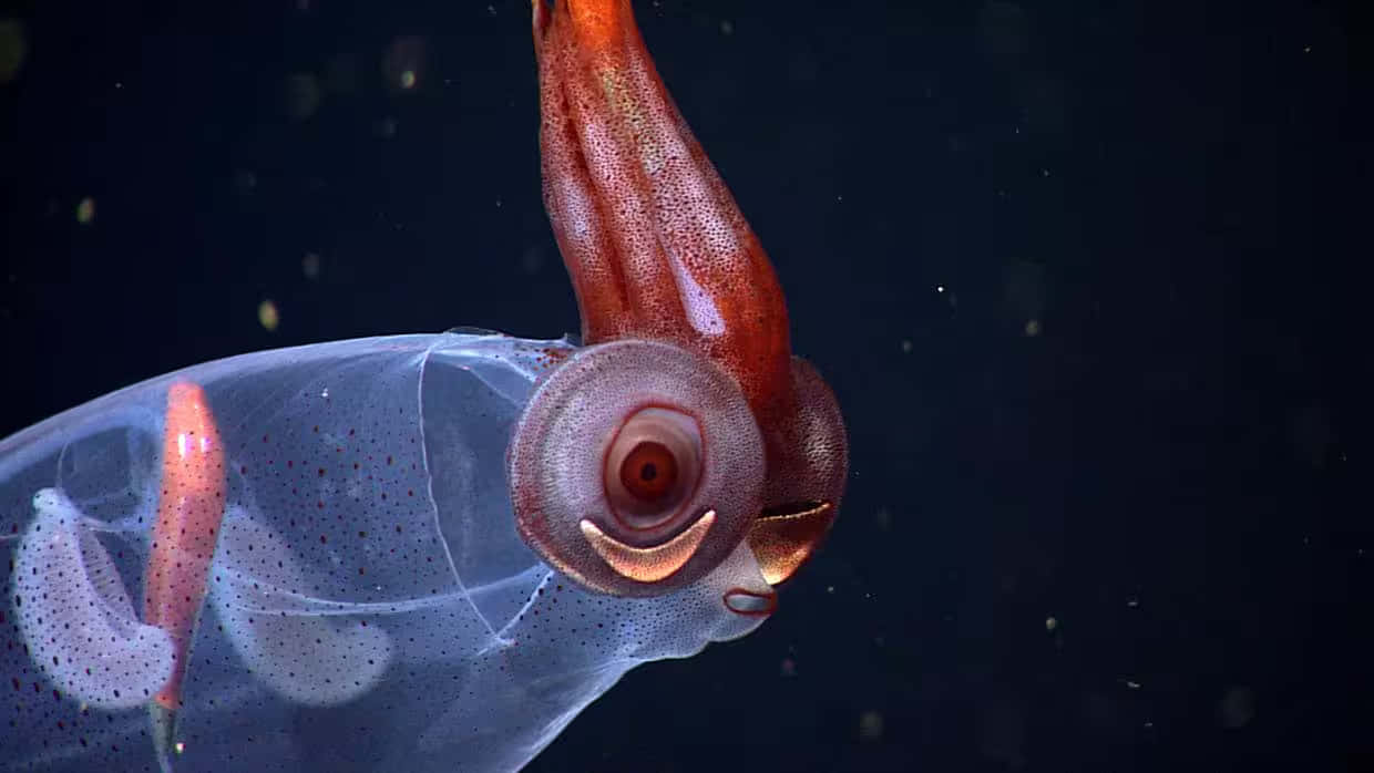 Glass Squid, translucent body, large round eye, SD Desktop Wallpaper