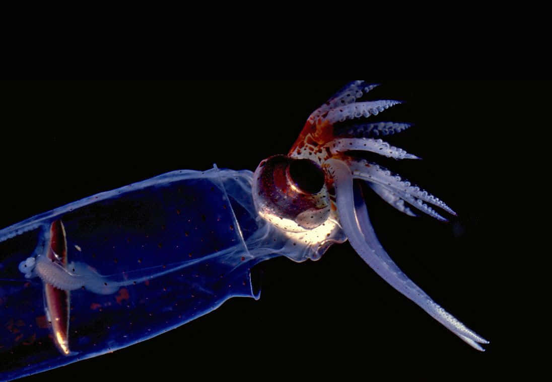 Glass Squid, translucent blue, white spotted tentacles, SD Desktop Wallpaper