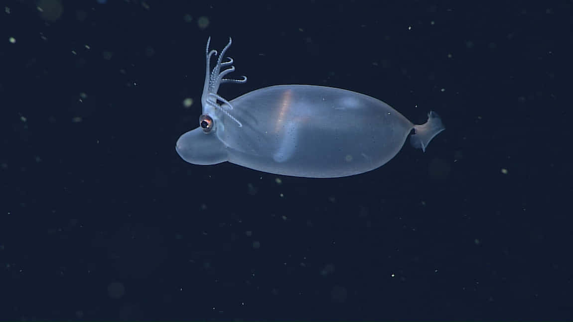 Glass Squid, deep sea, translucent, SD Desktop Wallpaper
