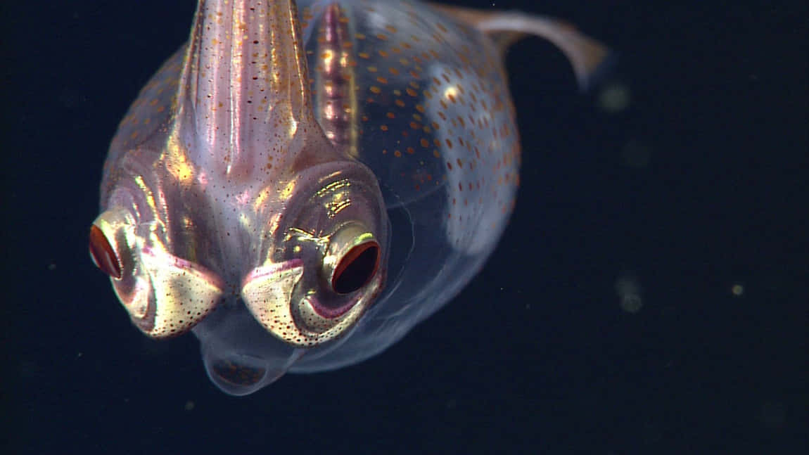 Glass Squid, translucent beauty, golden eyes, SD Desktop Wallpaper