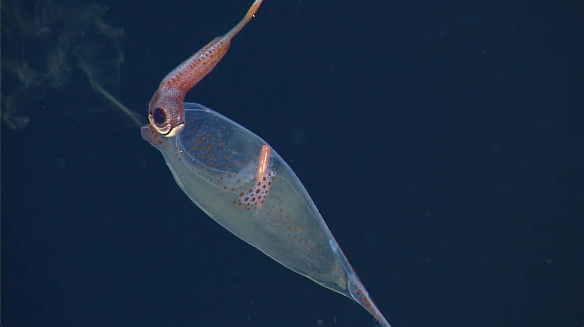 Glass Squid, transparent, deep sea, SD Desktop Wallpaper