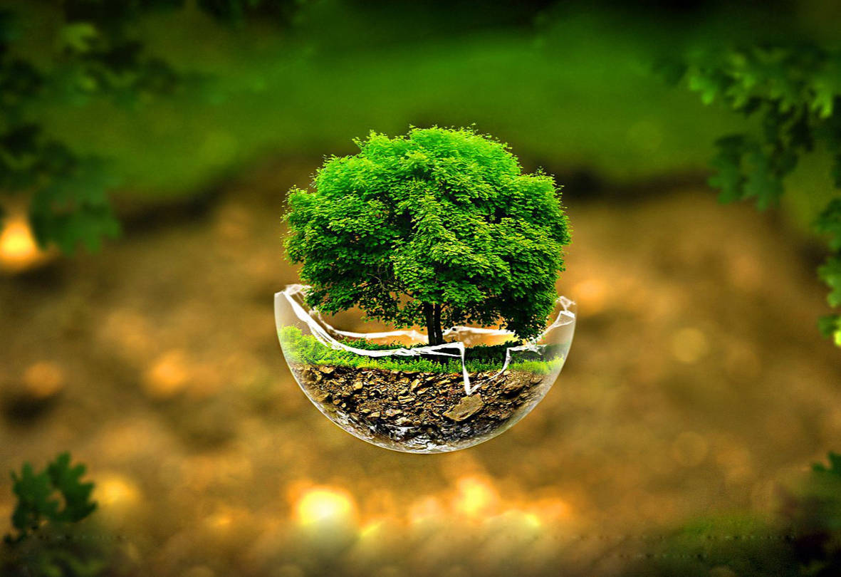 broken glass sphere, lush green tree, blurred forest setting, SD Desktop Wallpaper