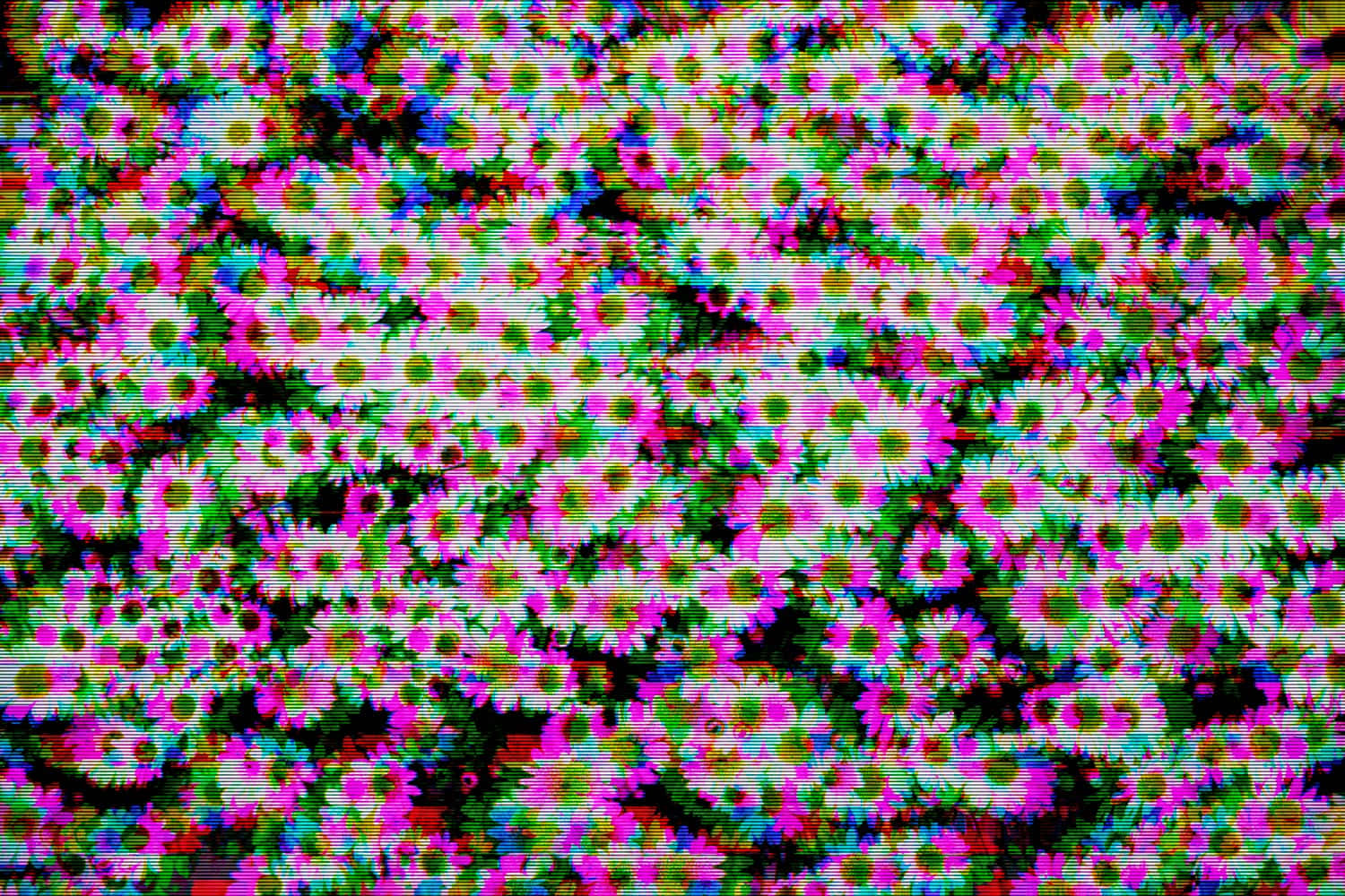 glitch effect, daisies, vibrant pink, HD Desktop Wallpaper
