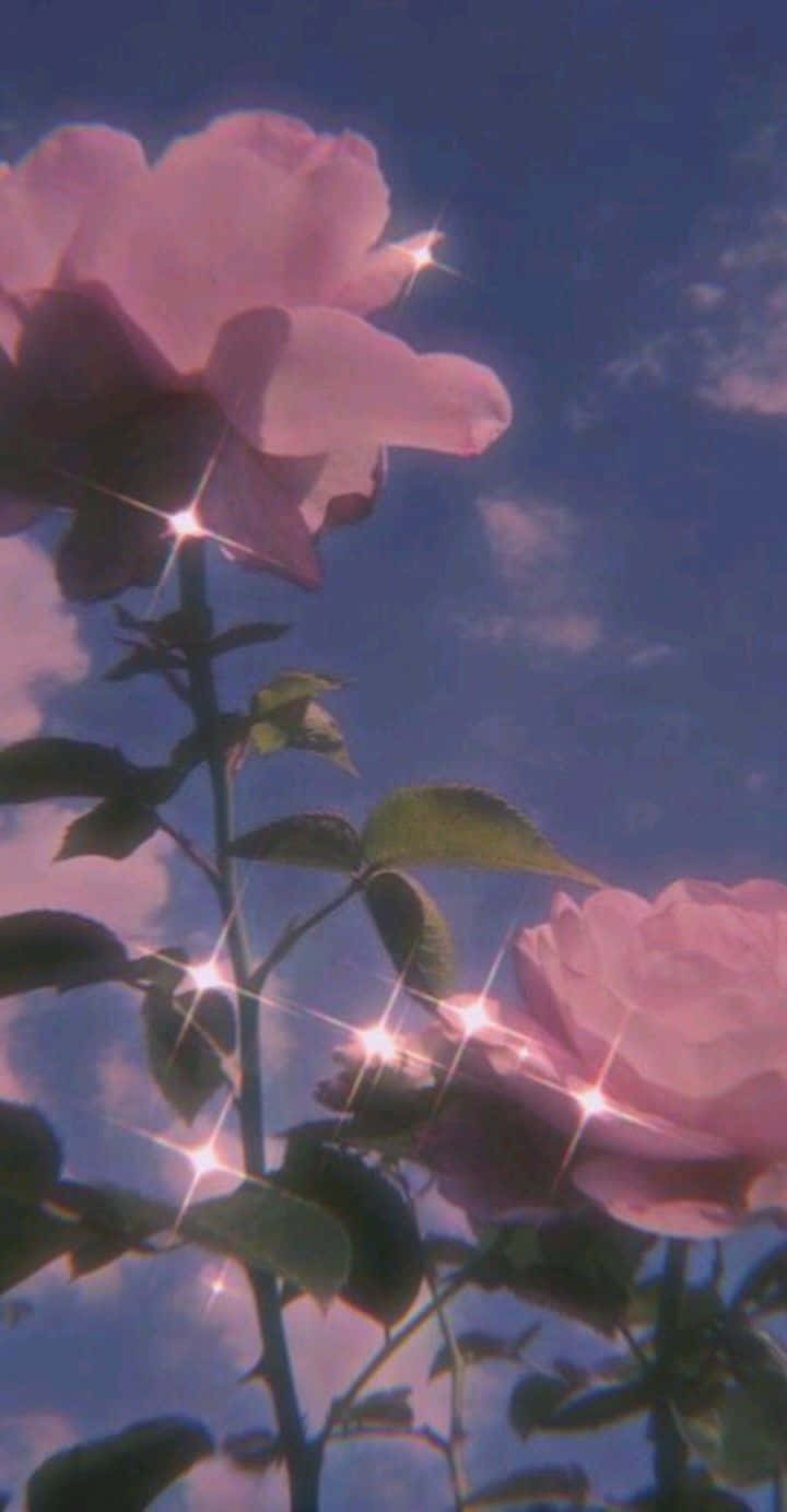 pink roses, dreamy twilight sky, sparkling light effects, HD Phone Wallpaper