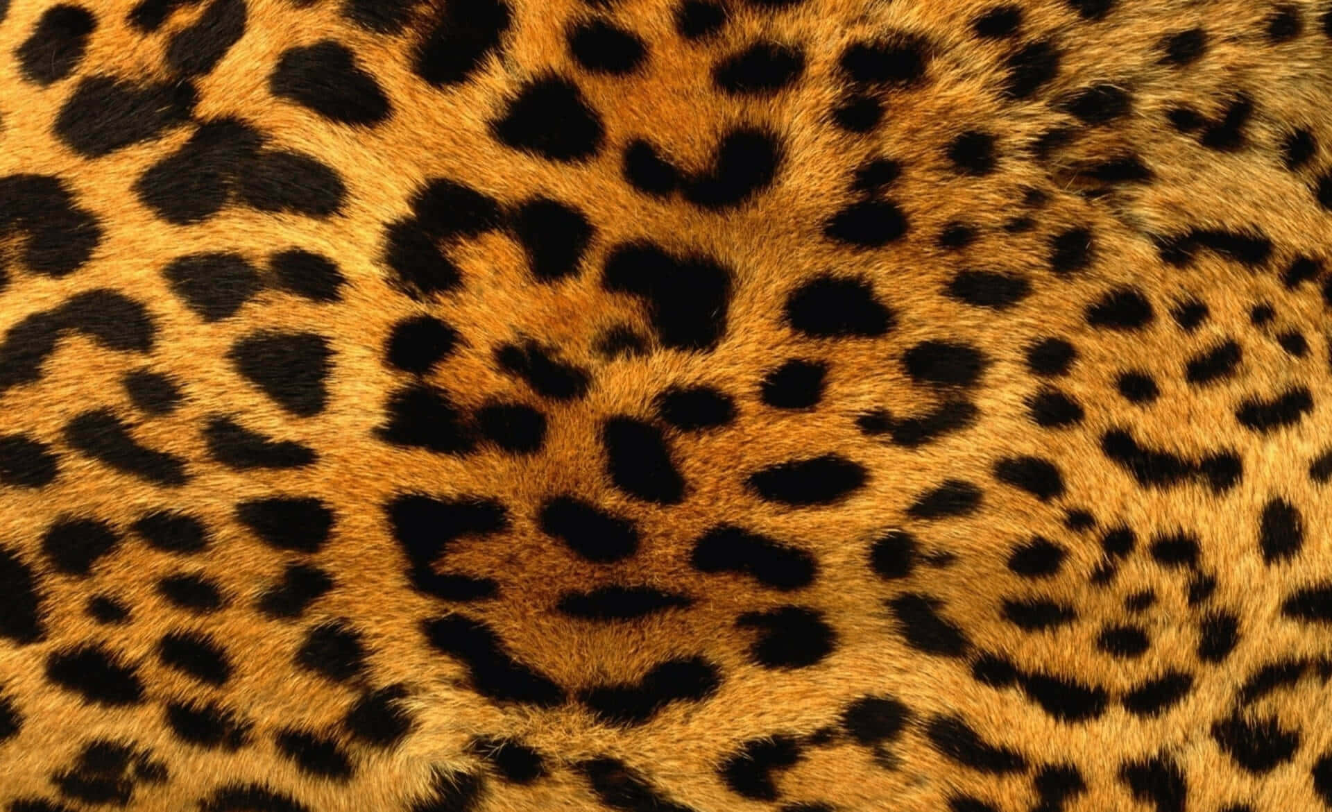 Glitter Leopard, leopard, black rosettes, Full HD Desktop Wallpaper