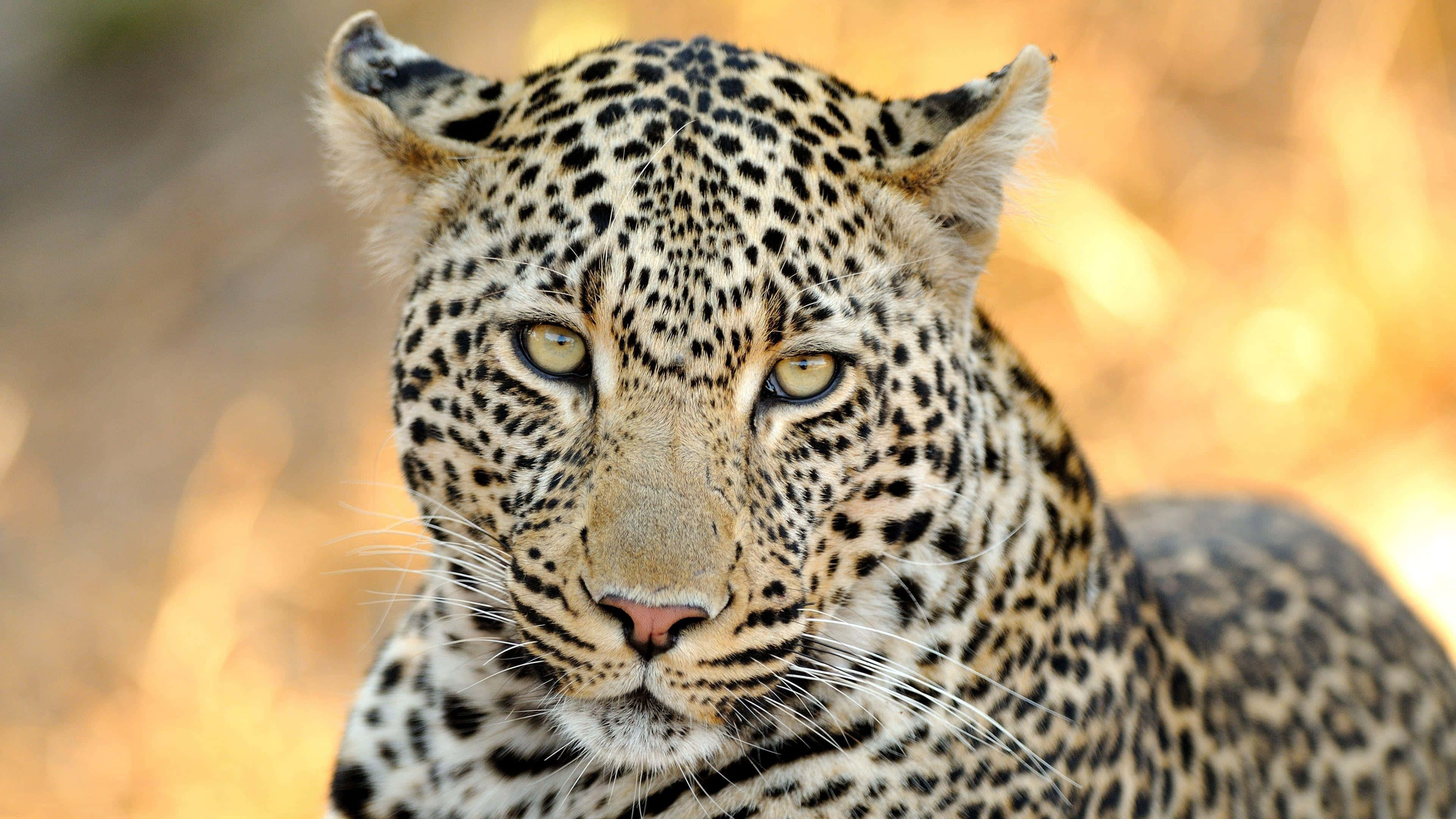 intense leopard gaze4 k, golden eyes, spotted fur, 4K Desktop Wallpaper