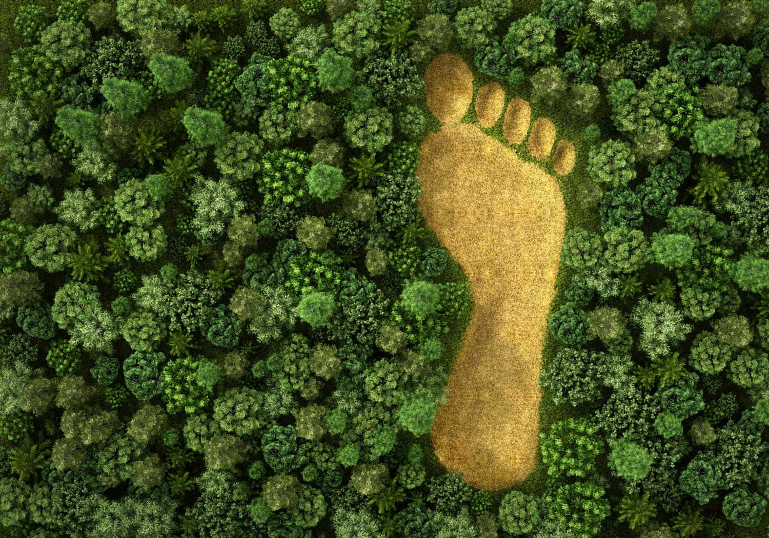 carbon footprint, golden footprint, dense green forest canopy, HD Desktop Wallpaper