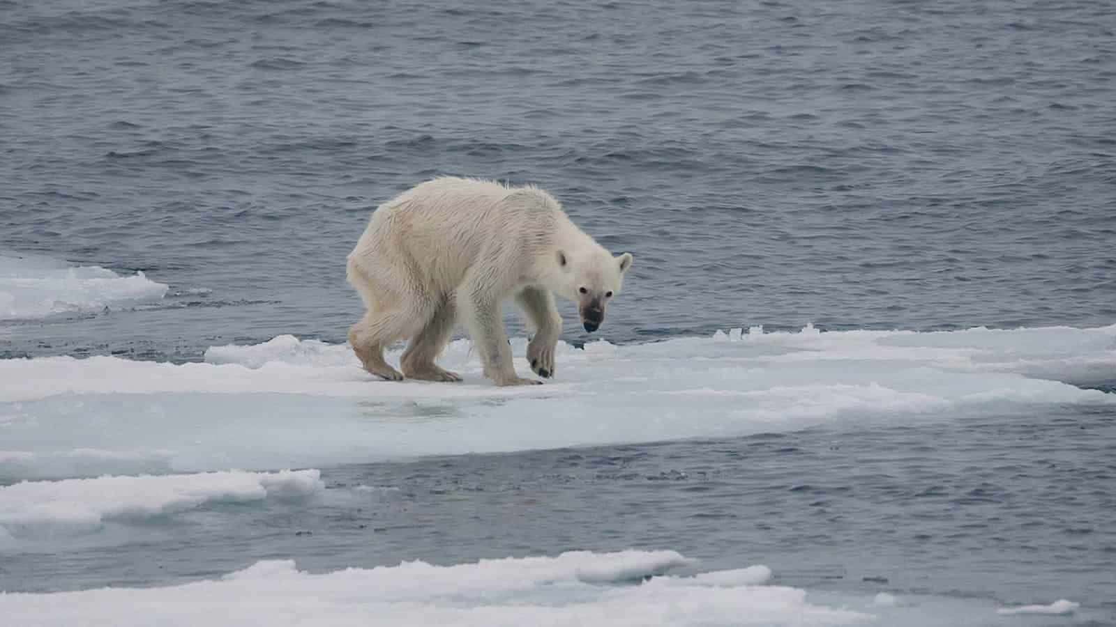 polar bear, floating ice floe, dark ocean waters, HD Desktop Wallpaper