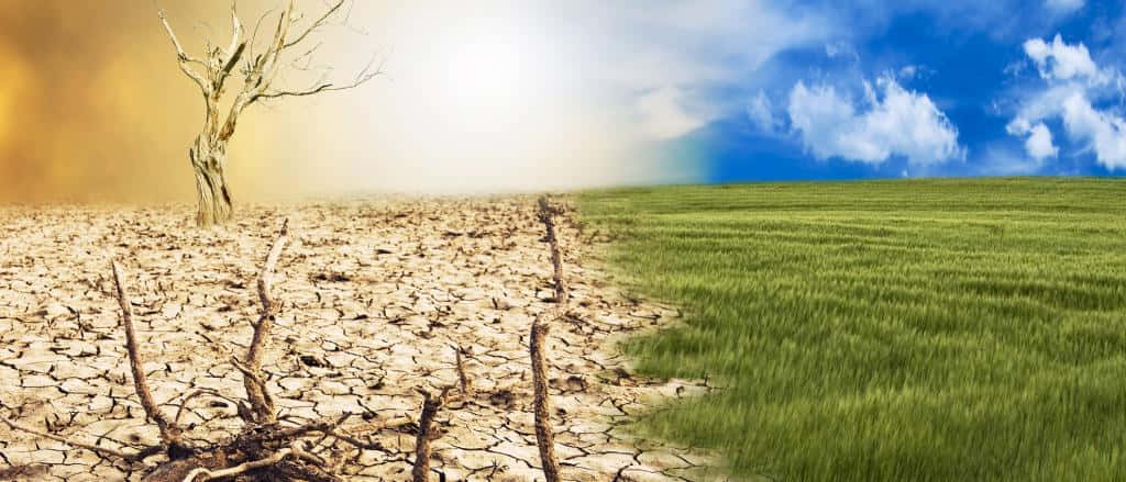 melting glaciers, parched cracked earth, dead tree, SD Desktop Wallpaper