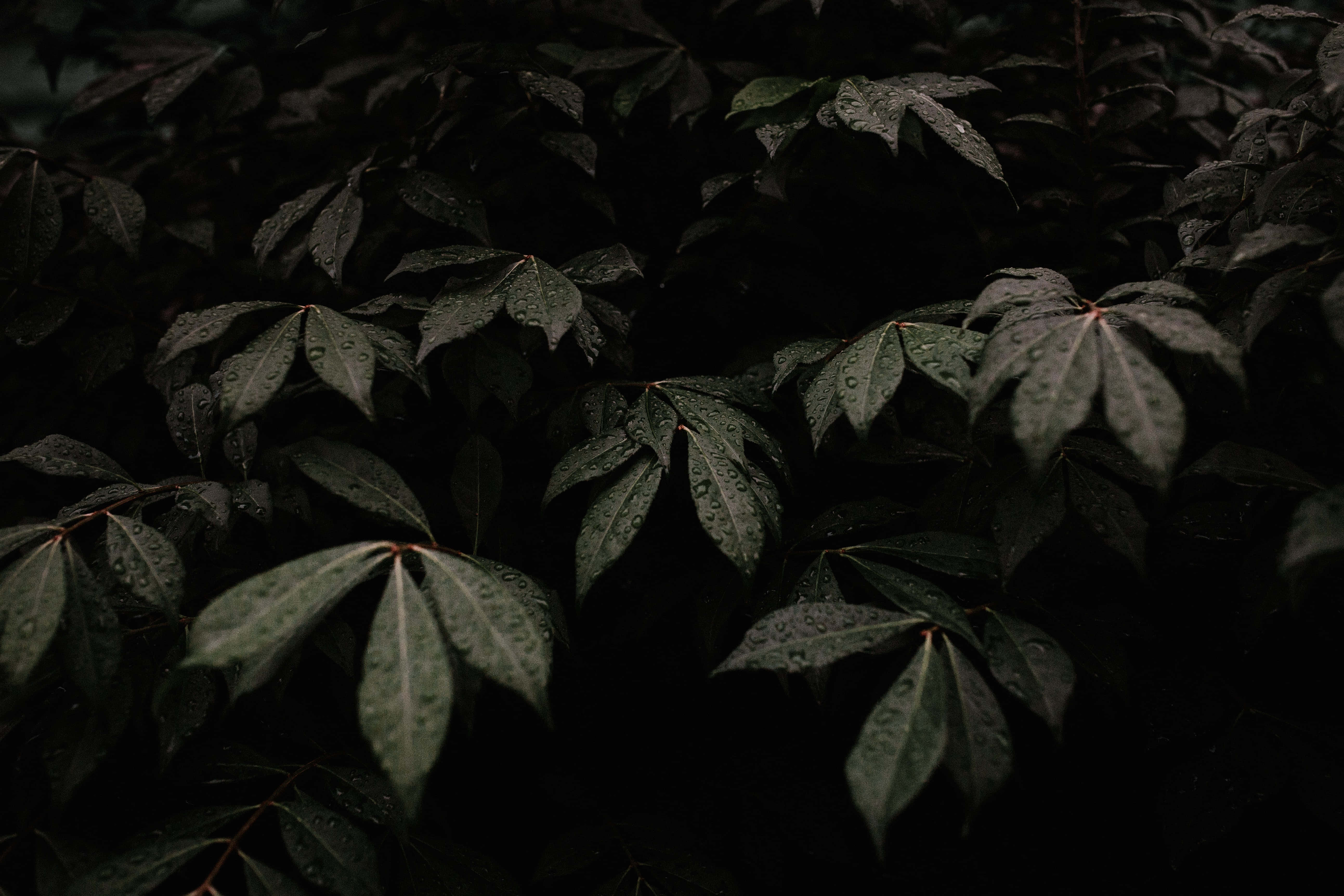 gloomy, fog, dark green leaves, 5K Desktop Wallpaper