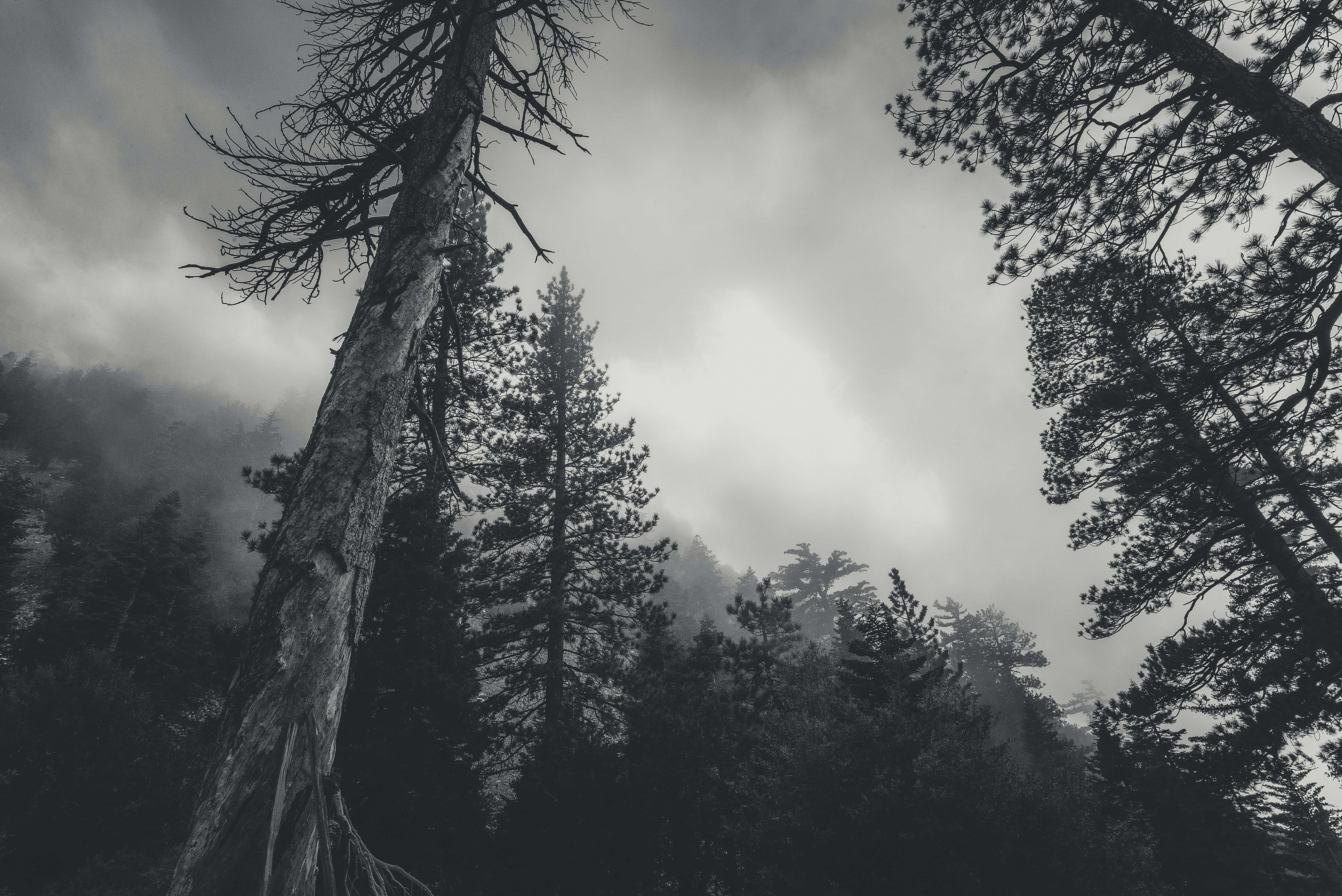 Gloomy, monochrome, forest, 5K Desktop Wallpaper