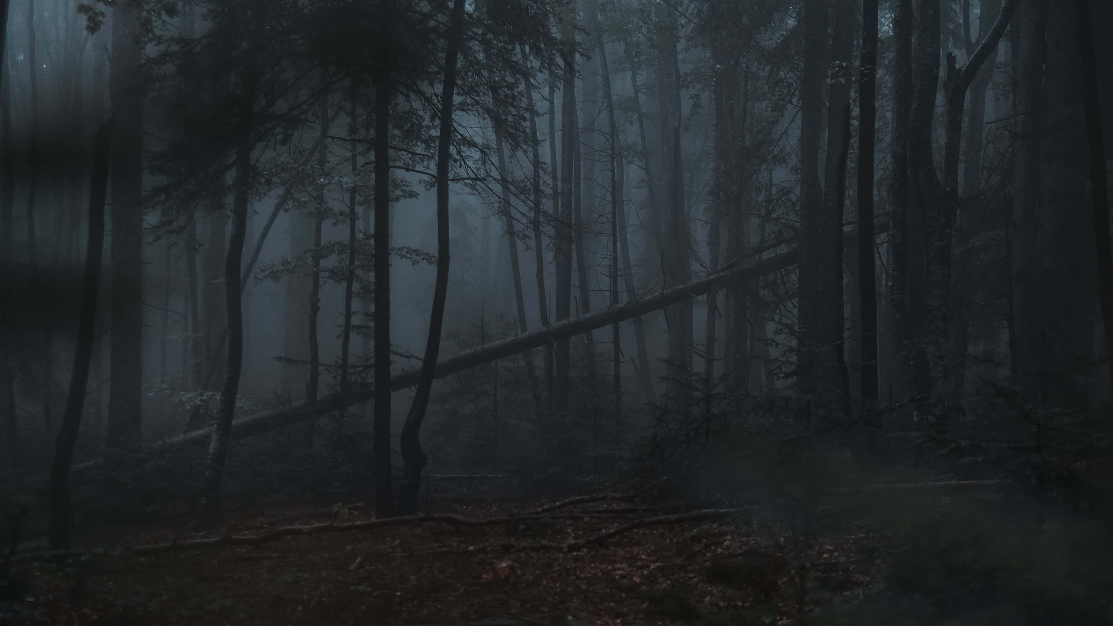 Gloomy, Misty forest, tall trees, 4K Desktop Wallpaper