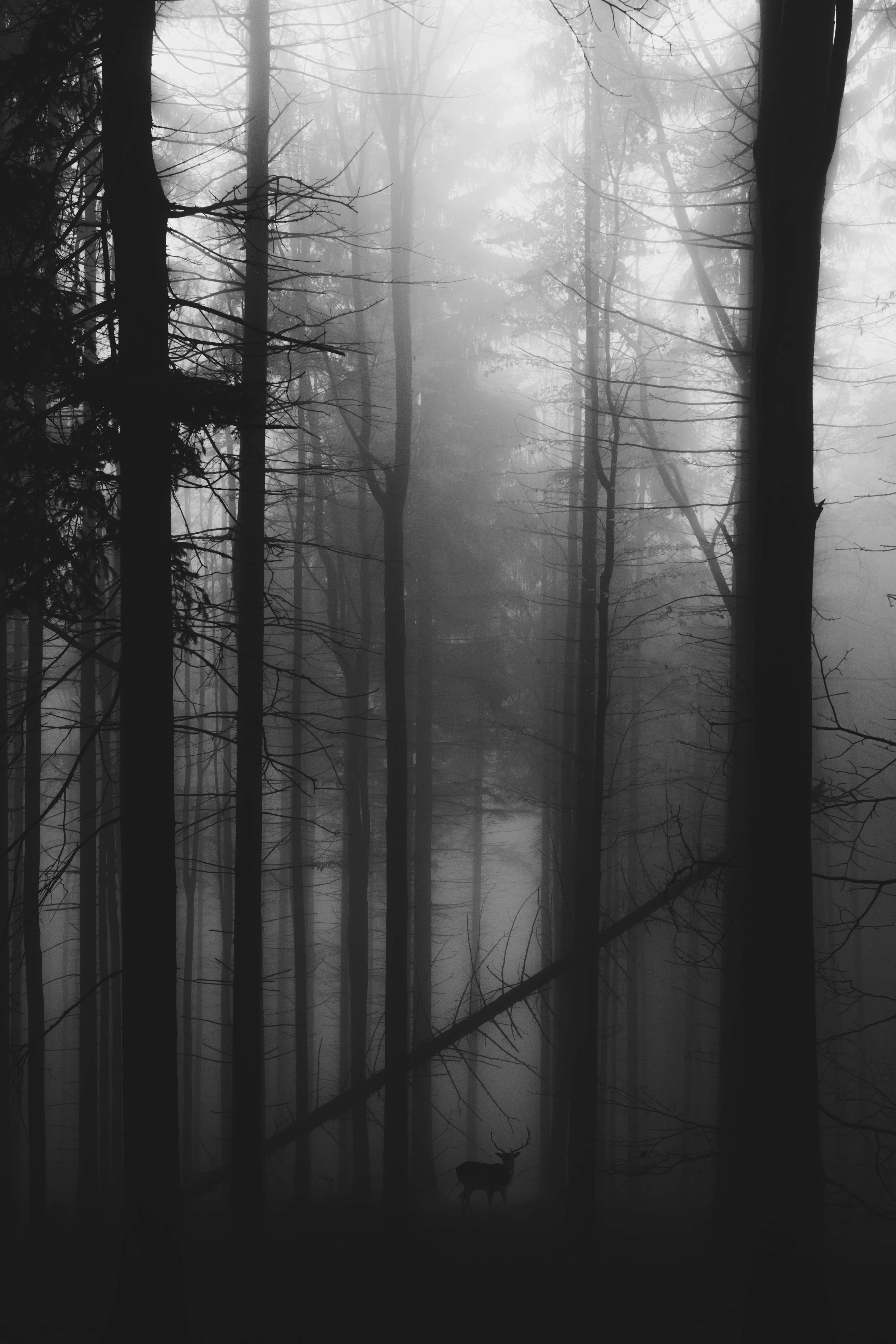 gloomy, deer, misty forest, 5K Phone Wallpaper