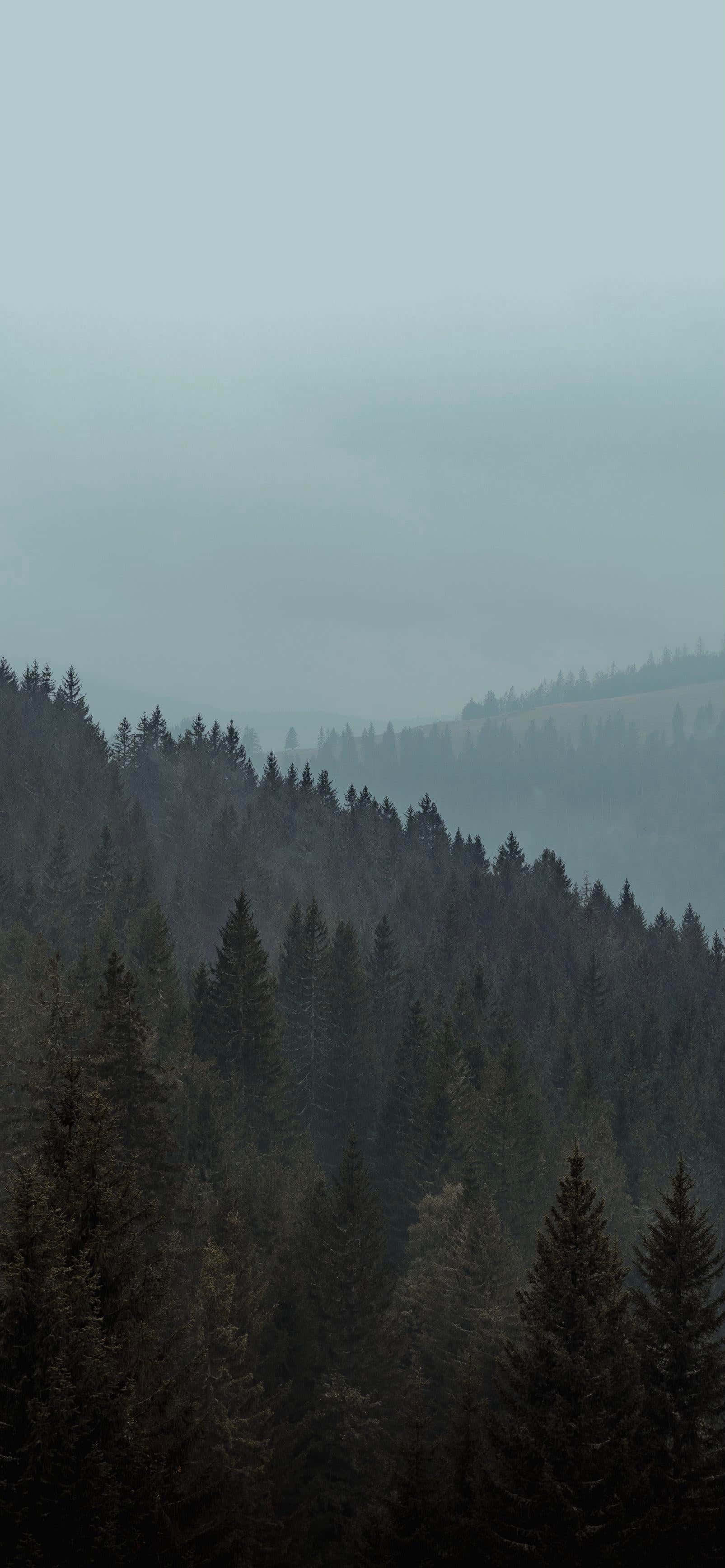 Misty evergreen forest, rolling hills, pale gray sky, 2K Phone Wallpaper