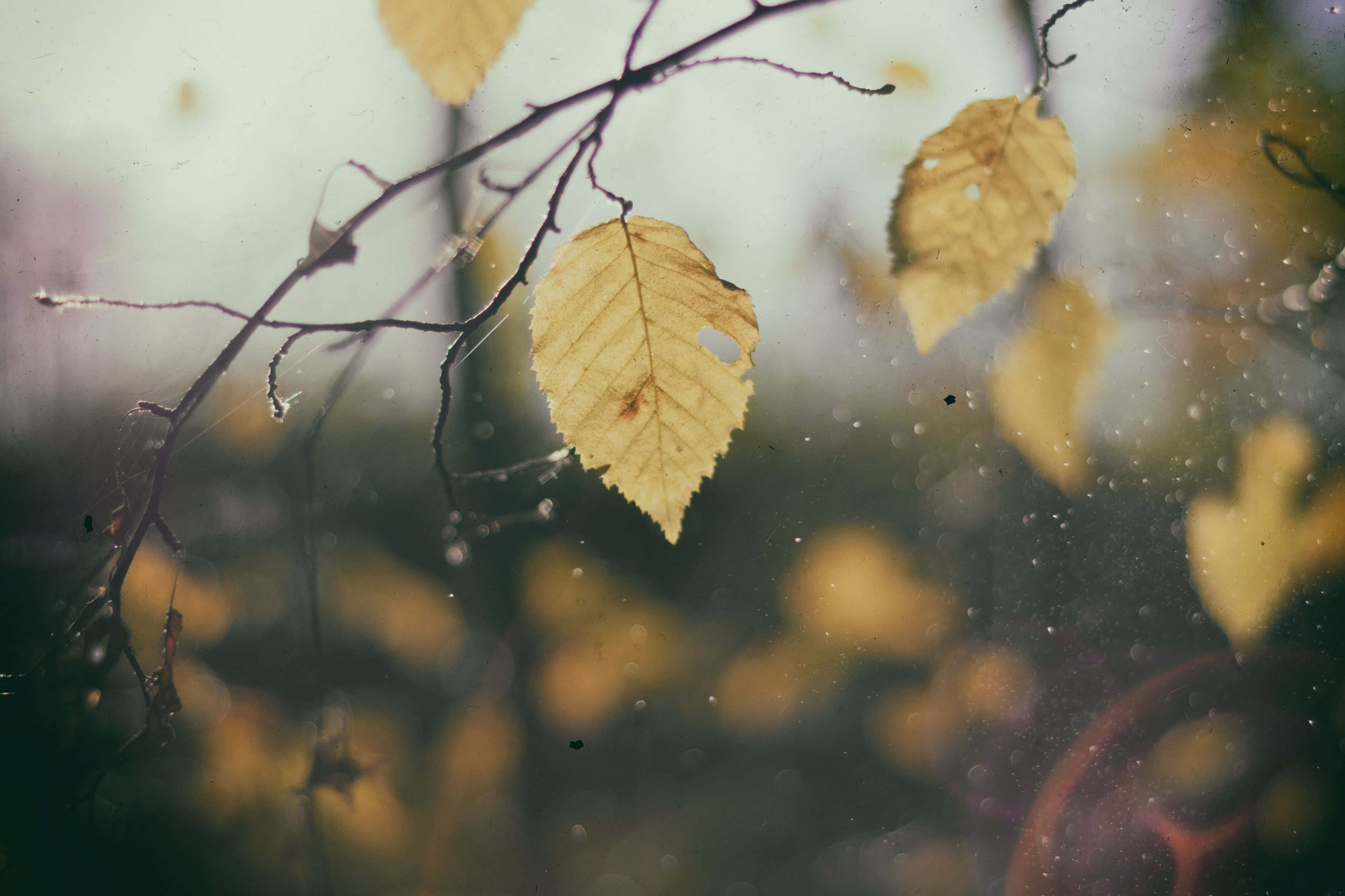 yellow leaf, bare branch, autumn backdrop, 4K Desktop Wallpaper