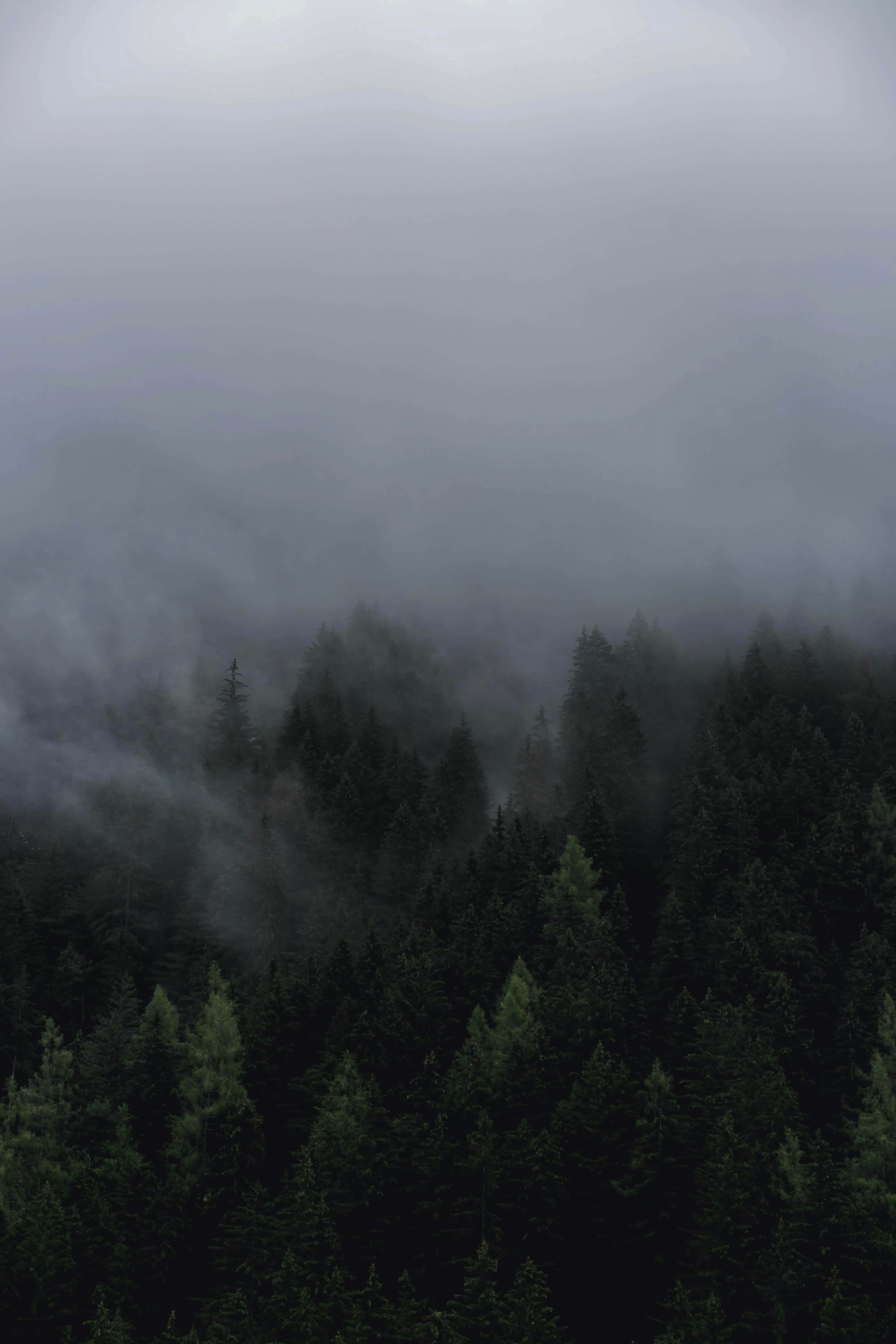 Gloomy, Misty forest canopy, thick gray fog, 5K Phone Wallpaper
