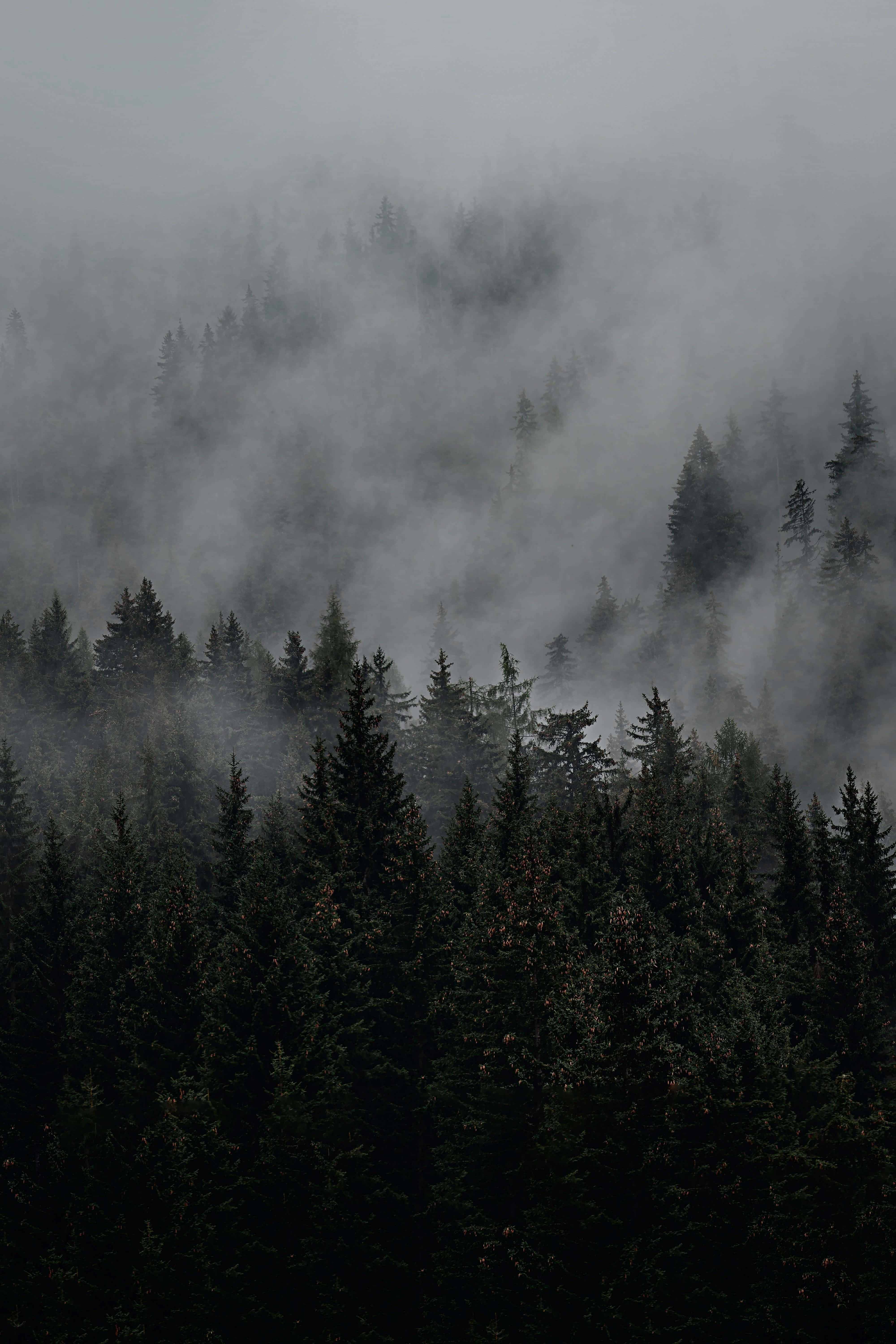 forest, fog, misty fog, 5K Phone Wallpaper