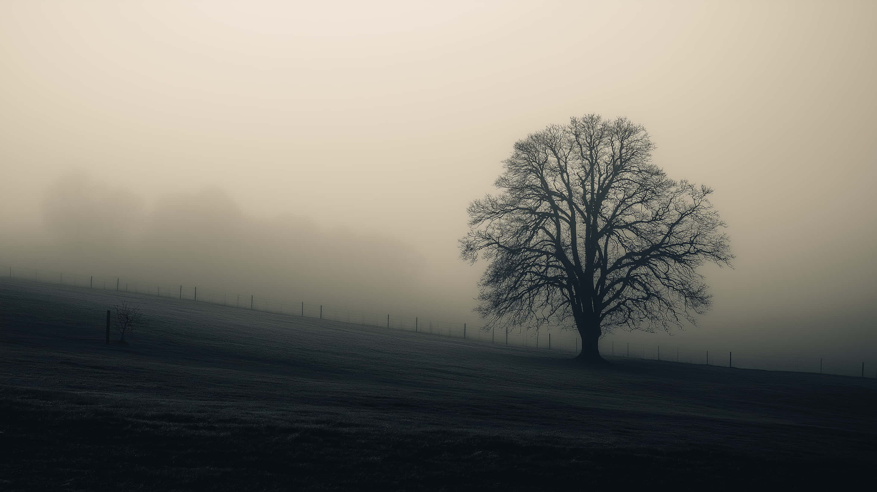 bare tree, misty field, gloomy morning, 2K Desktop Wallpaper