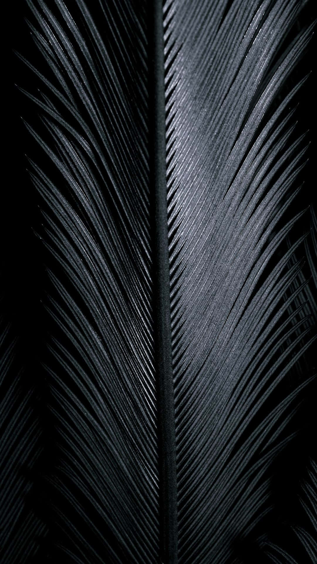 Glossy Black, dark feather, barbs, Full HD Phone Wallpaper