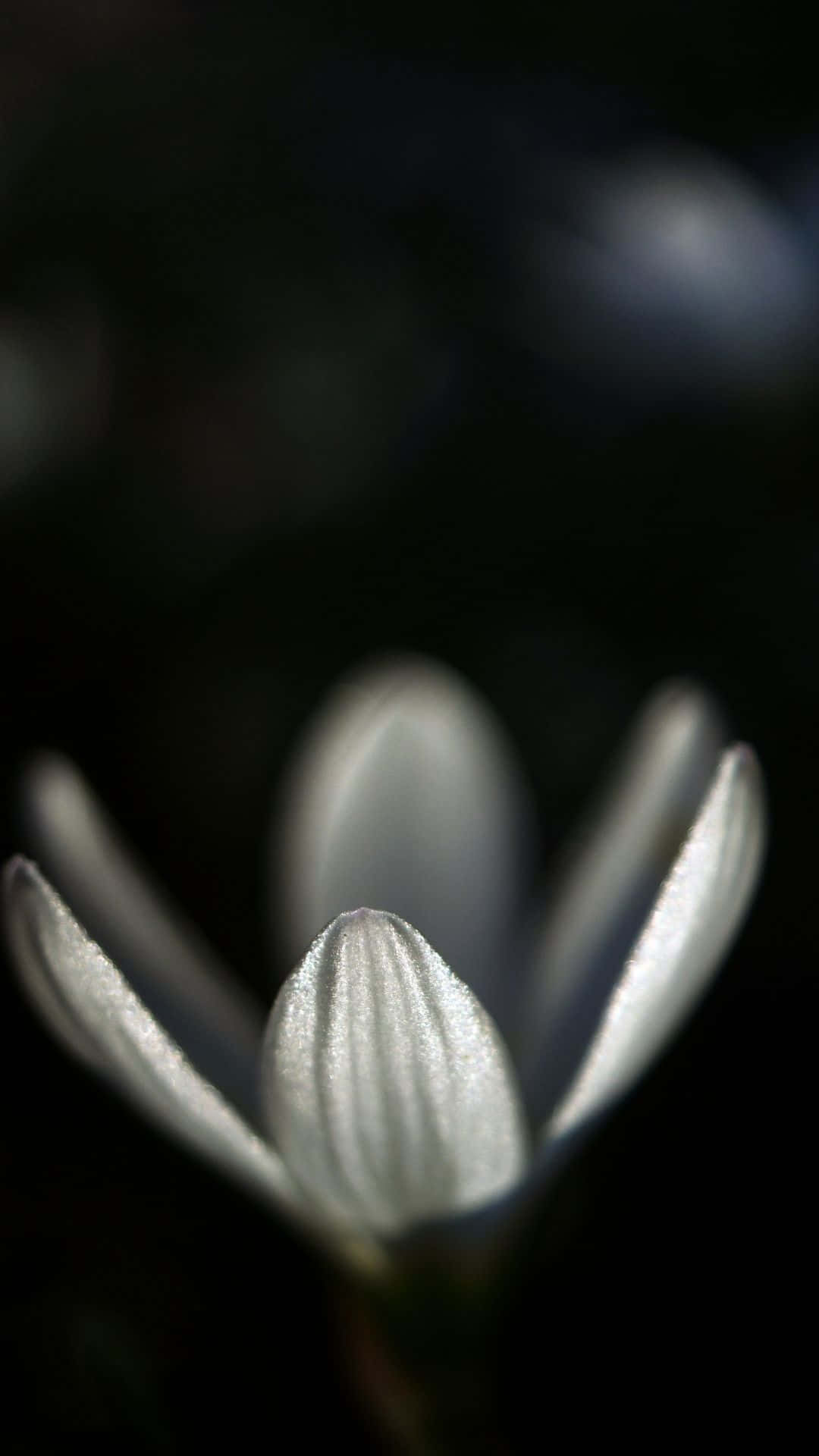 Glow In The Dark, white flower bud, glistening dew droplets, Full HD Phone Wallpaper