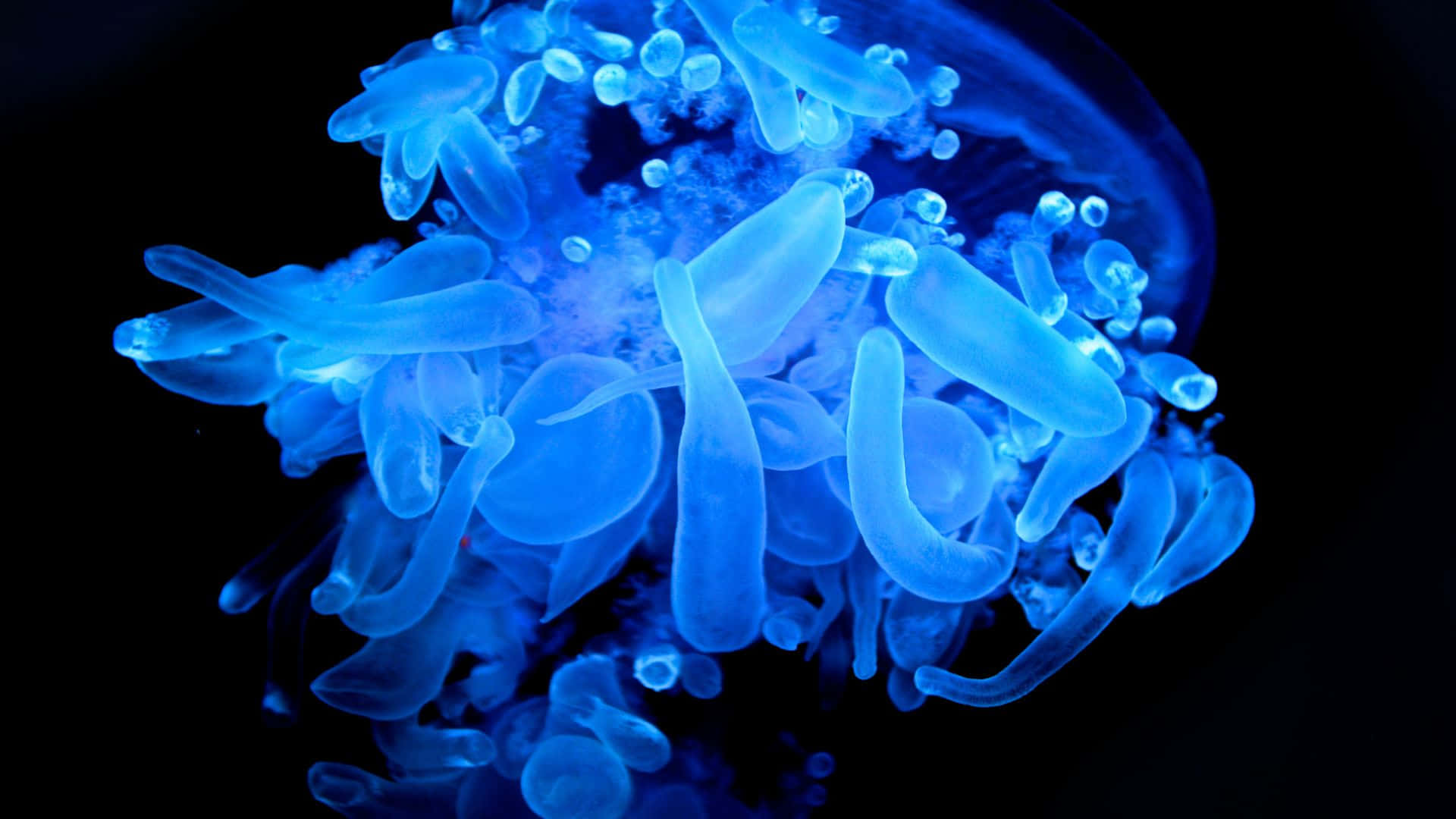 glow in the dark, 1920 x 1080 wallpaper, glowing blue jellyfish, Full HD Desktop Wallpaper