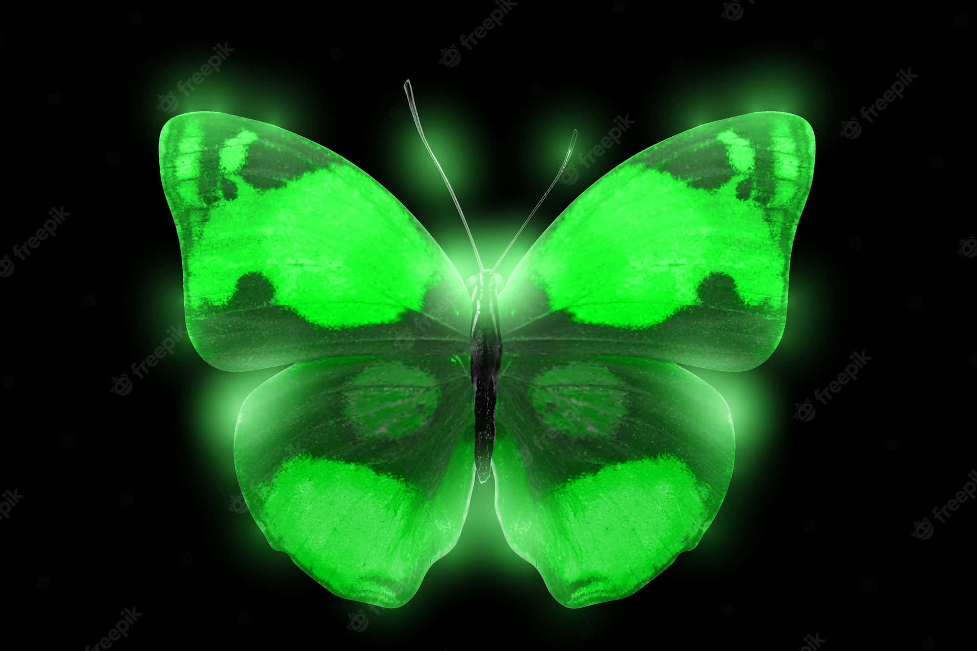 green luminous butterfly, glowing wings, pure black background, Full HD Desktop Wallpaper