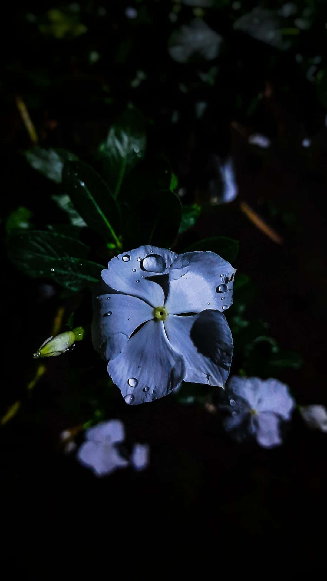 pale blue flower, dew drops, dark blurred foliage background, Full HD Phone Wallpaper