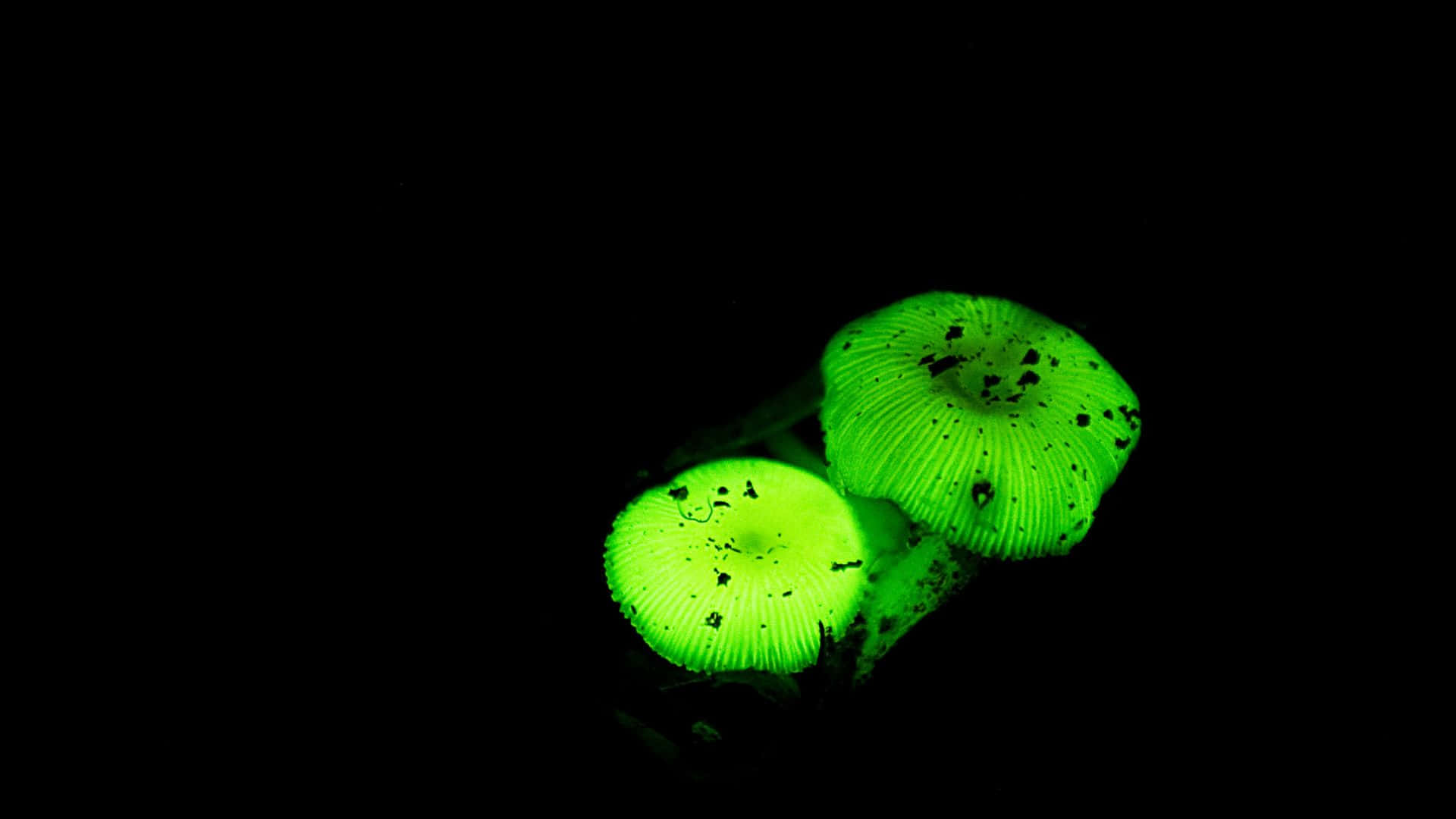 Glow in the Dark, green mushrooms, dark speckles, Full HD Desktop Wallpaper