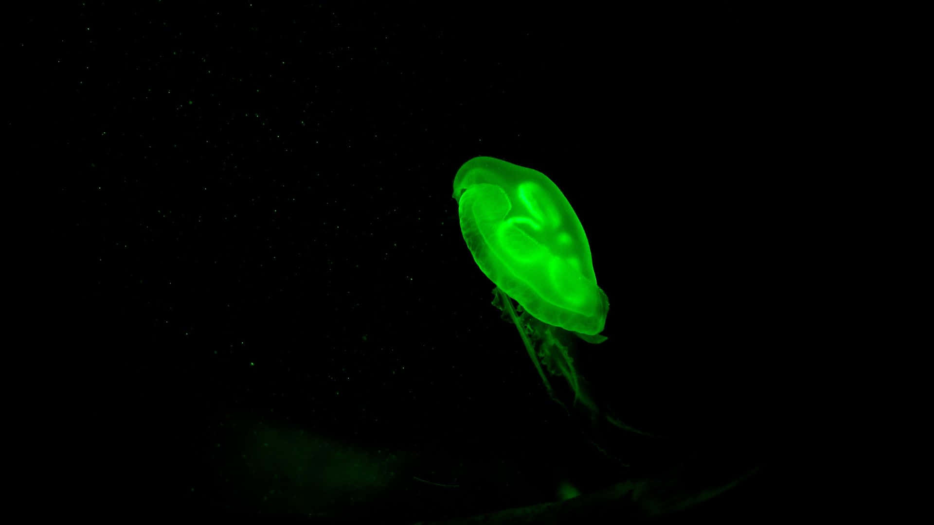 glow in the dark, jellyfish, pitch-black underwater backdrop, Full HD Desktop Wallpaper