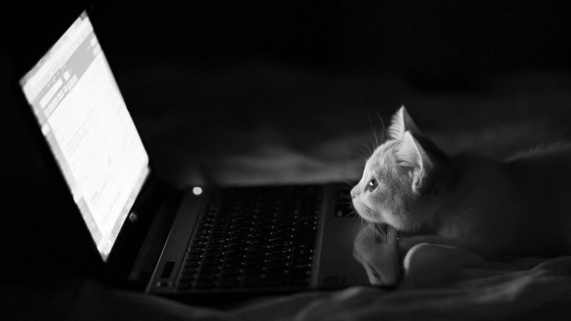 Gmail, kitty, laptop, Full HD Desktop Wallpaper