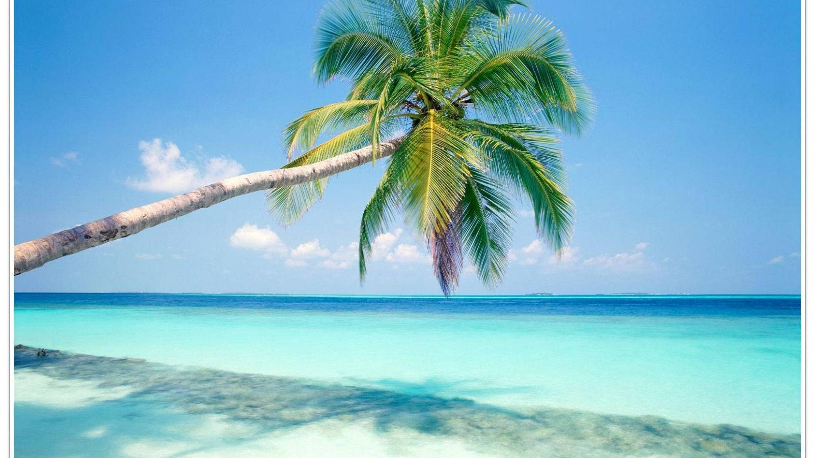 Goa India, clear sea, palm tree, HD Desktop Wallpaper