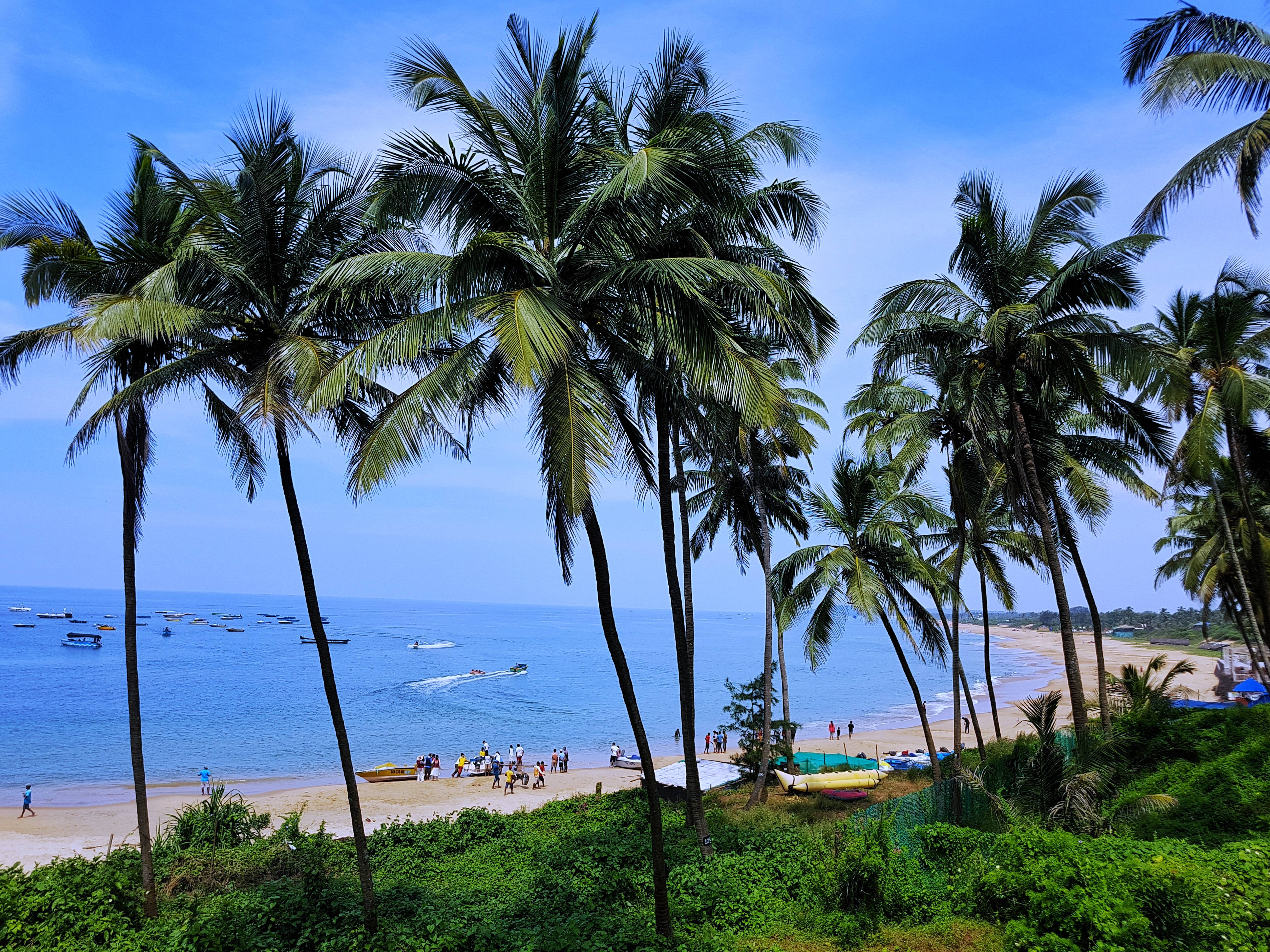 Goa India, dark blue, tall palm trees, 4K Desktop Wallpaper