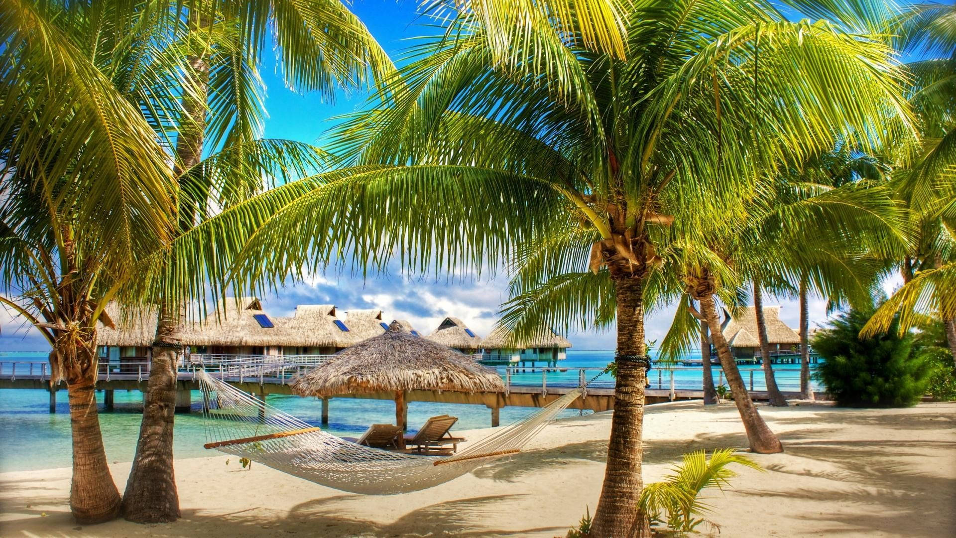 Goa India, palm trees, tropical beach, Full HD Desktop Wallpaper