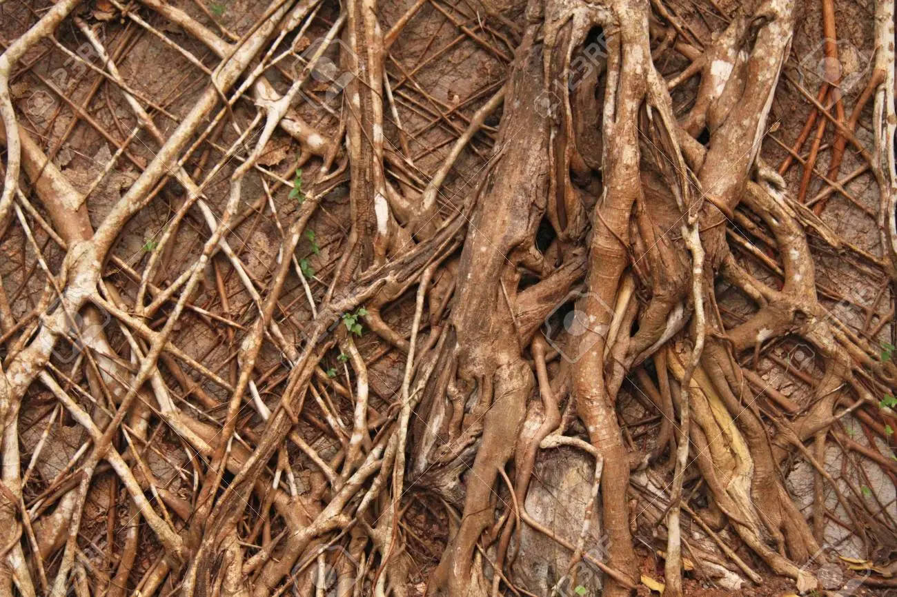 Goa India, tree roots, earthy browns, HD Desktop Wallpaper