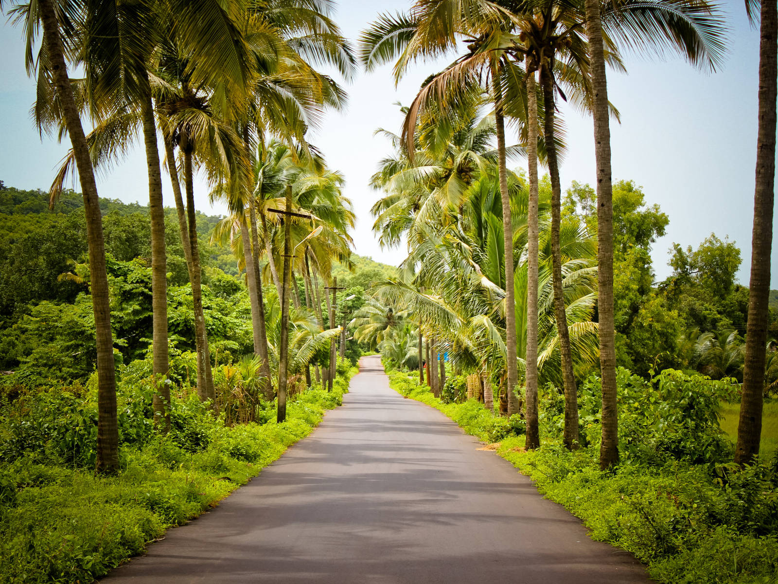 Goa India, pathway, palm trees, HD Desktop Wallpaper