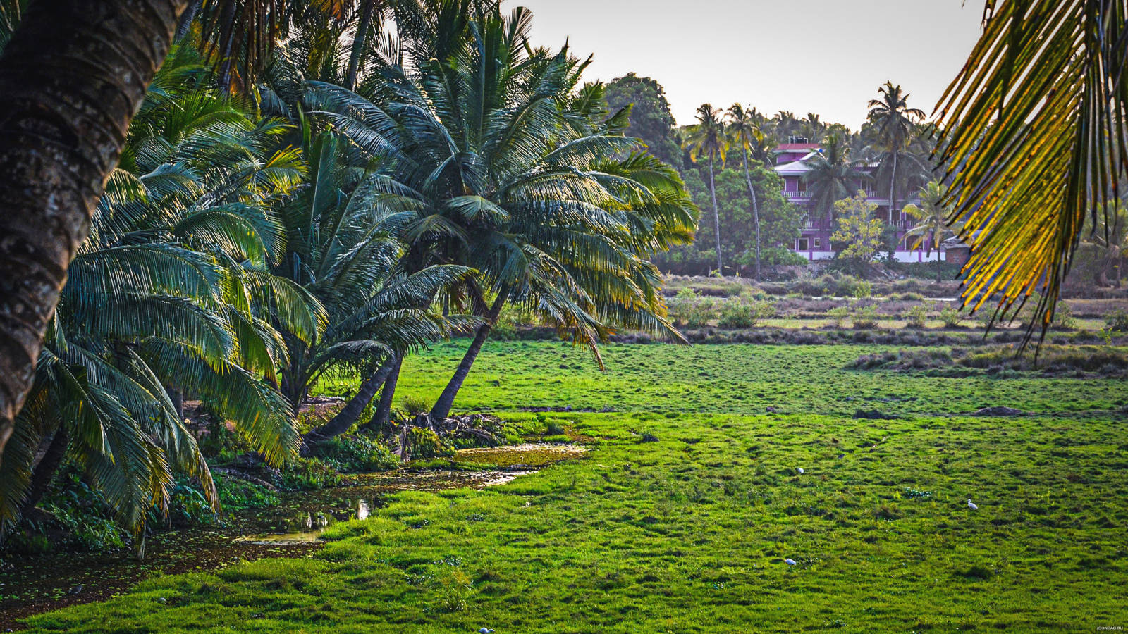 Goa India, rice paddies, palm trees, HD Desktop Wallpaper