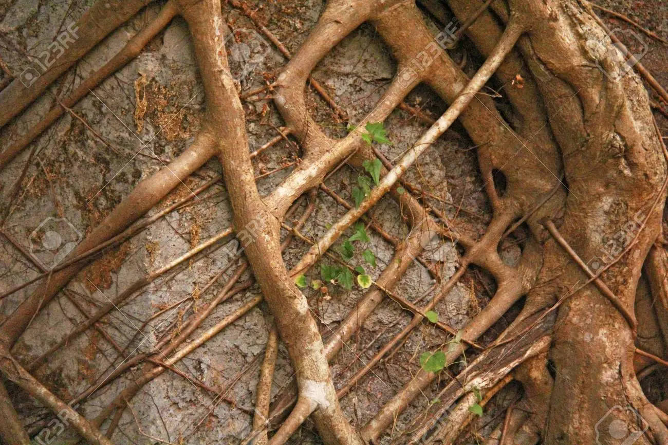 Goa India, tree roots, stone surface, HD Desktop Wallpaper