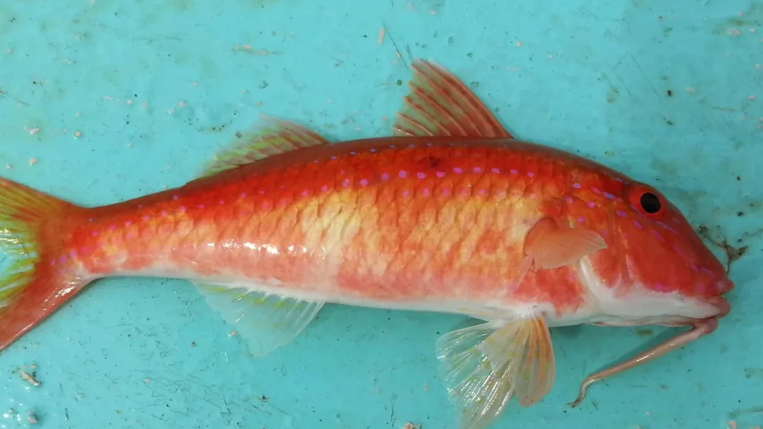 Goatfish