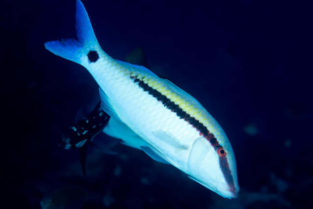 Goatfish, vibrant blue, white, SD Desktop Wallpaper