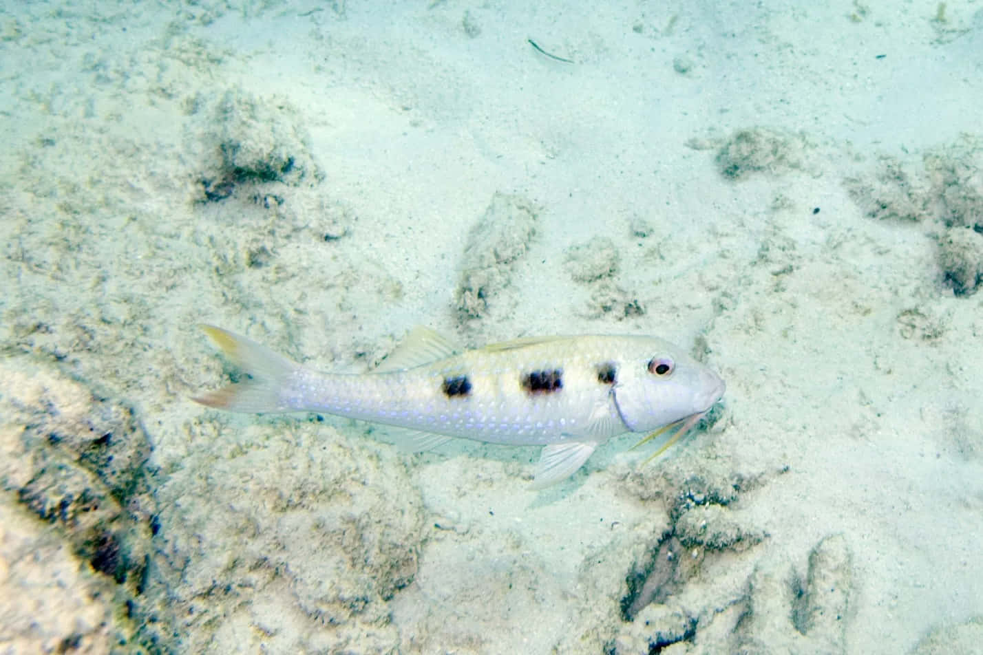 spotted goatfish, sandy ocean floor, sunlit, HD Desktop Wallpaper