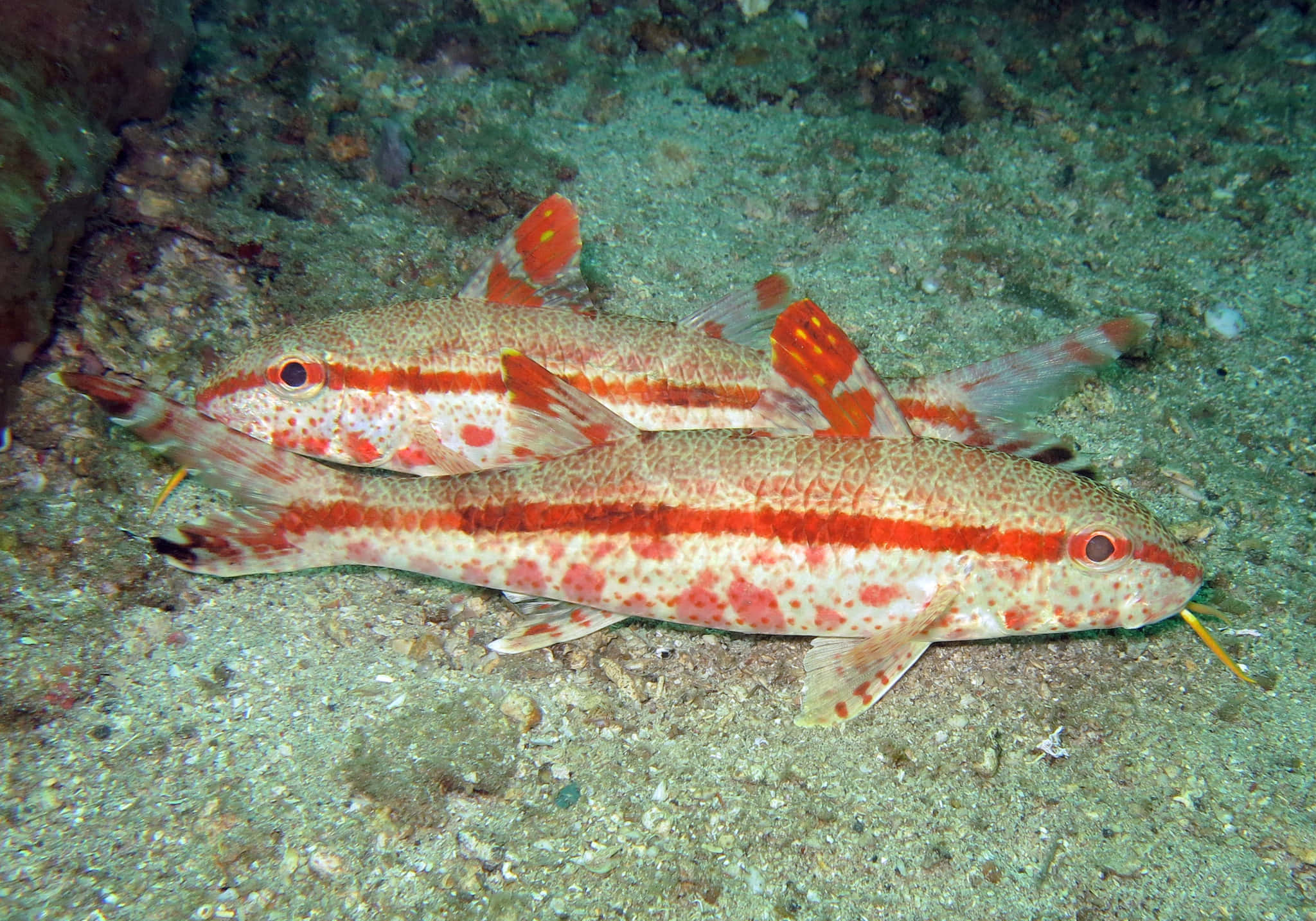 Goatfish, red and white striped, sandy ocean floor, Full HD Desktop Wallpaper