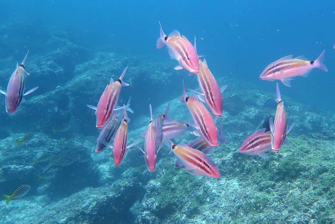 Goatfish, school of pink and silver fish, sunlit coral reef, SD Desktop Wallpaper