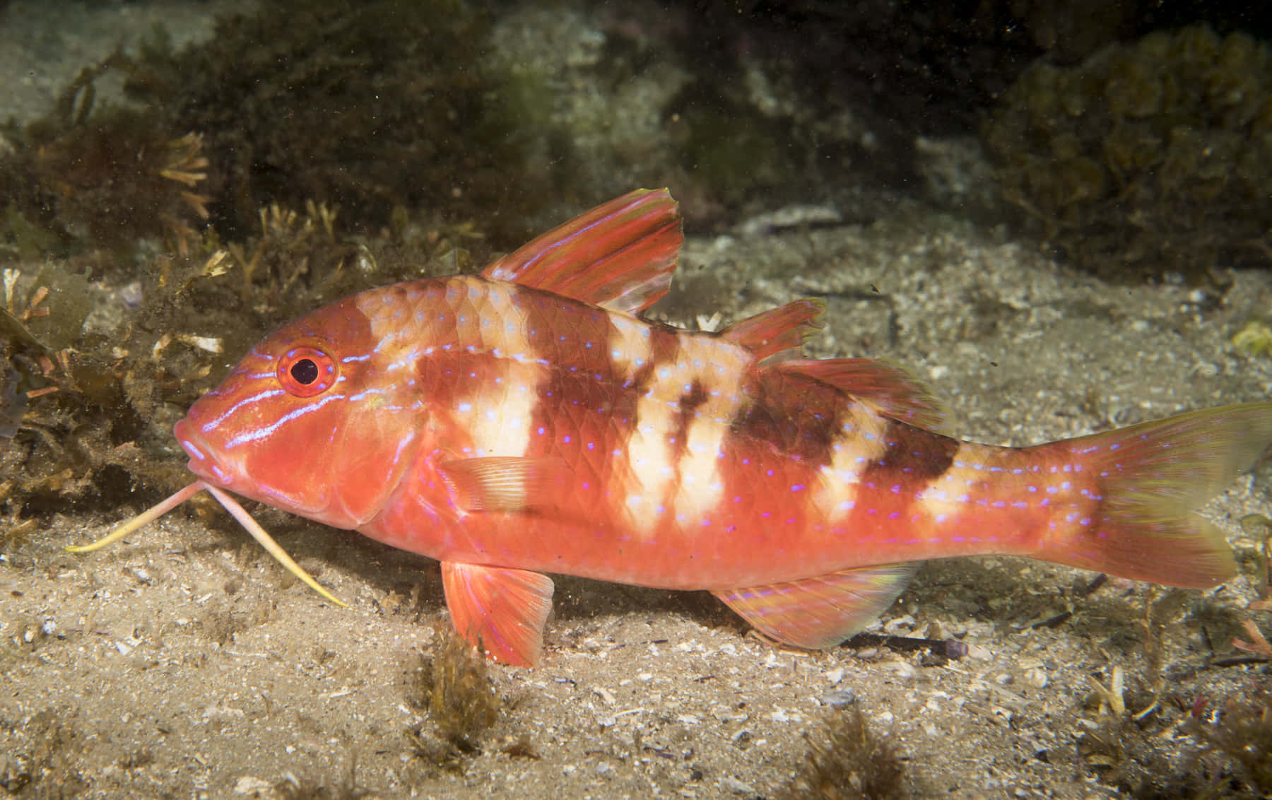 red goatfish, sandy ocean floor, sparse seaweed, HD Desktop Wallpaper