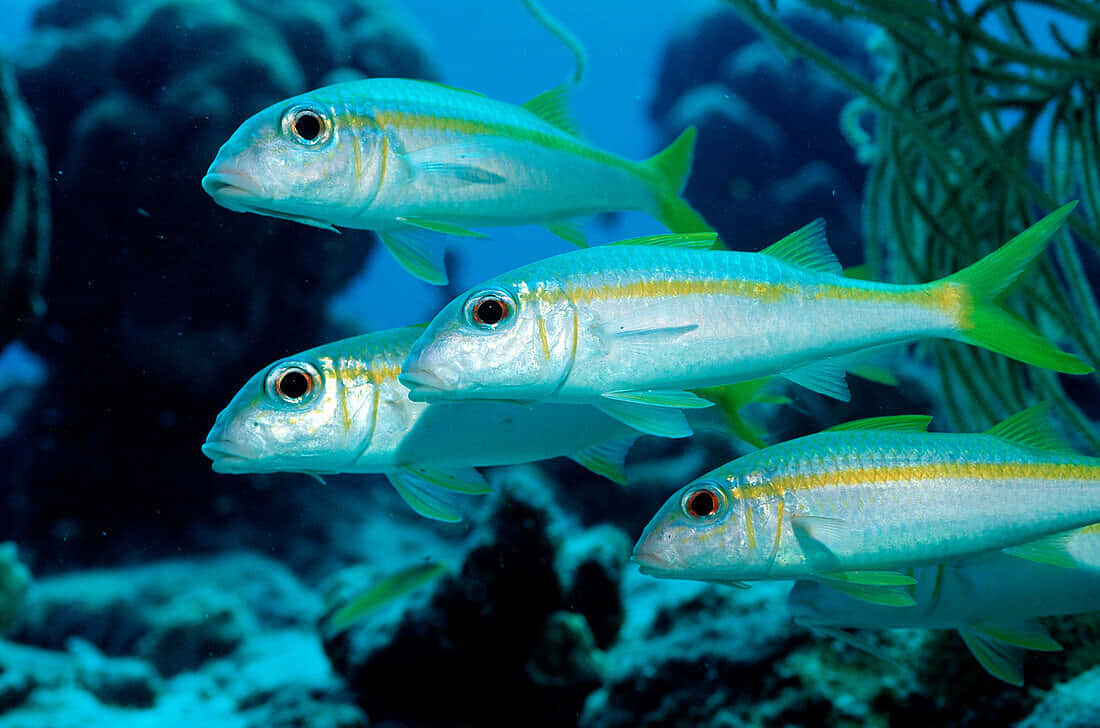 Goatfish, school, underwater, SD Desktop Wallpaper