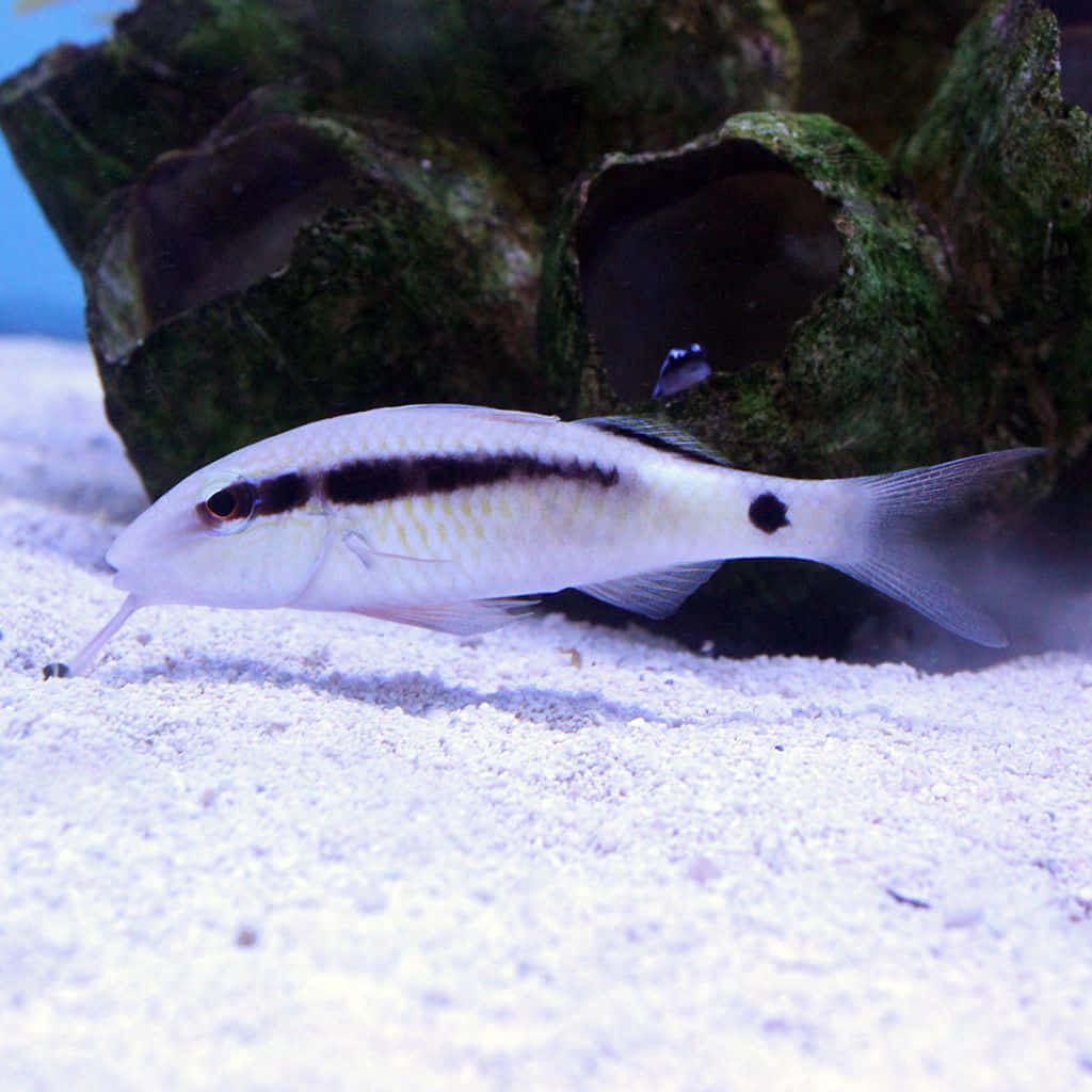 Goatfish, sandy bottom, mossy rock, SD Desktop Wallpaper