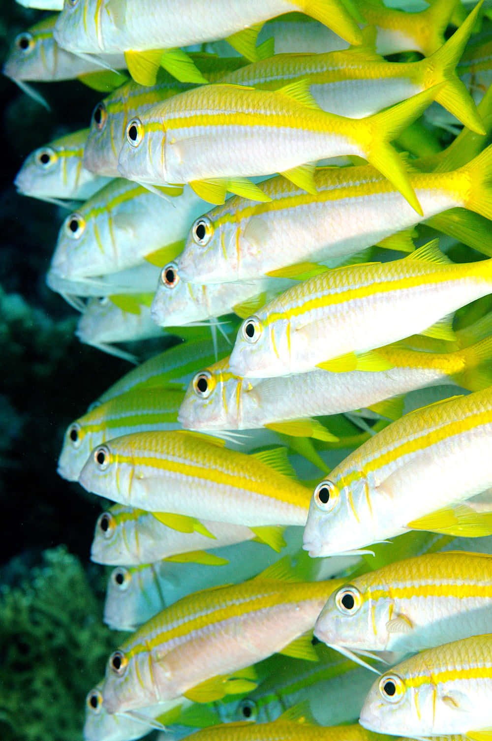 yellow goatfish, school of yellow goatfish, coral, HD Phone Wallpaper