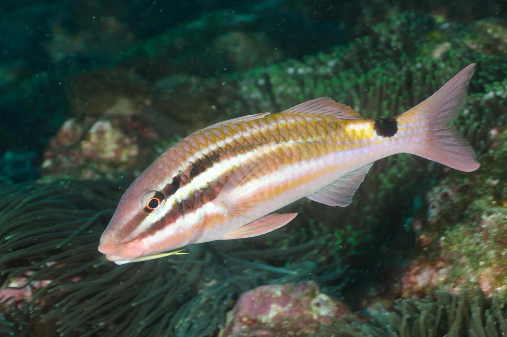 Goatfish, coral reef, pink and yellow striped, HD Desktop Wallpaper